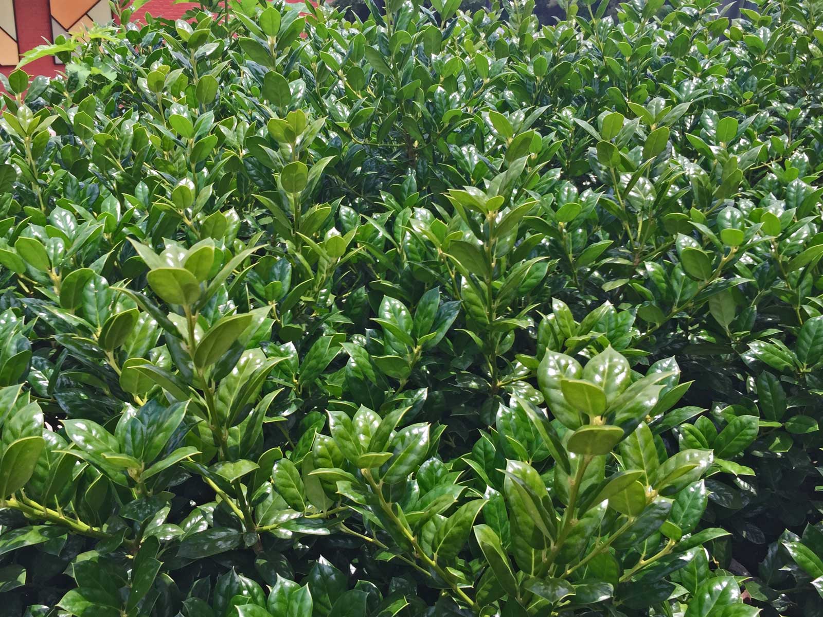 dwarf burford holly shrub (ilex cornuta 'burfordii nana')
