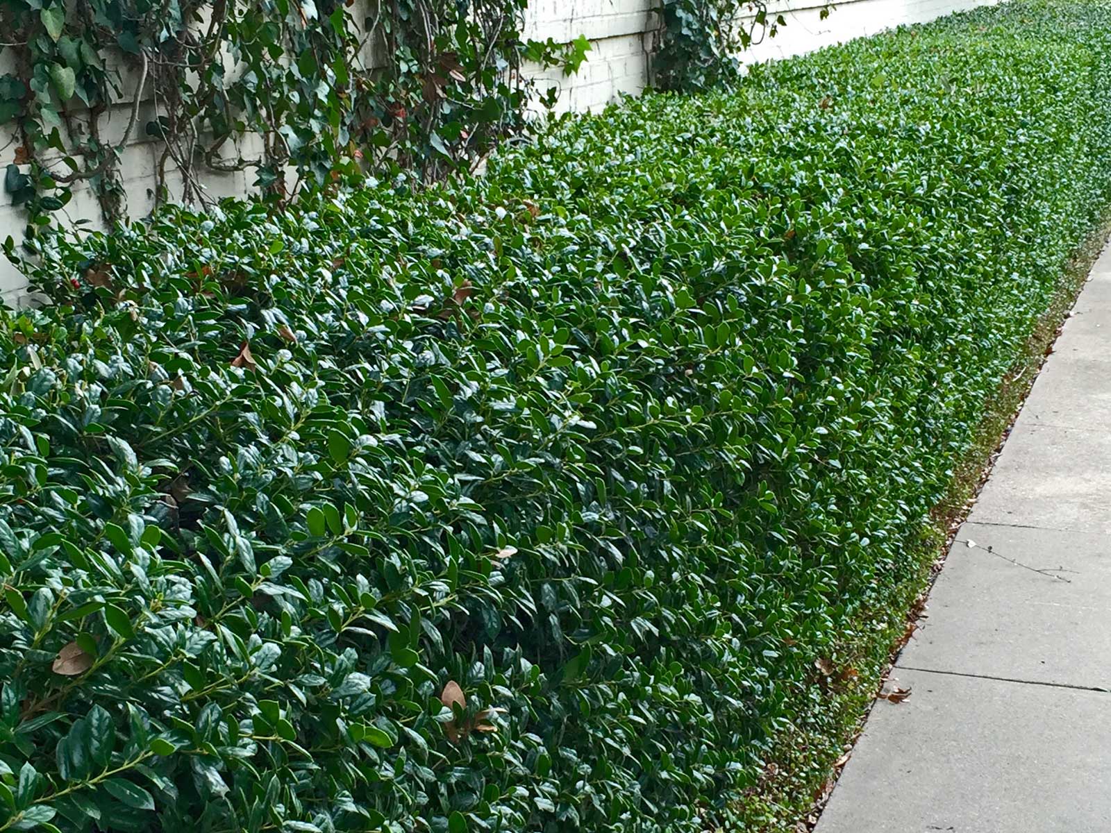 dwarf burford holly shrub (ilex cornuta 'burfordii nana')