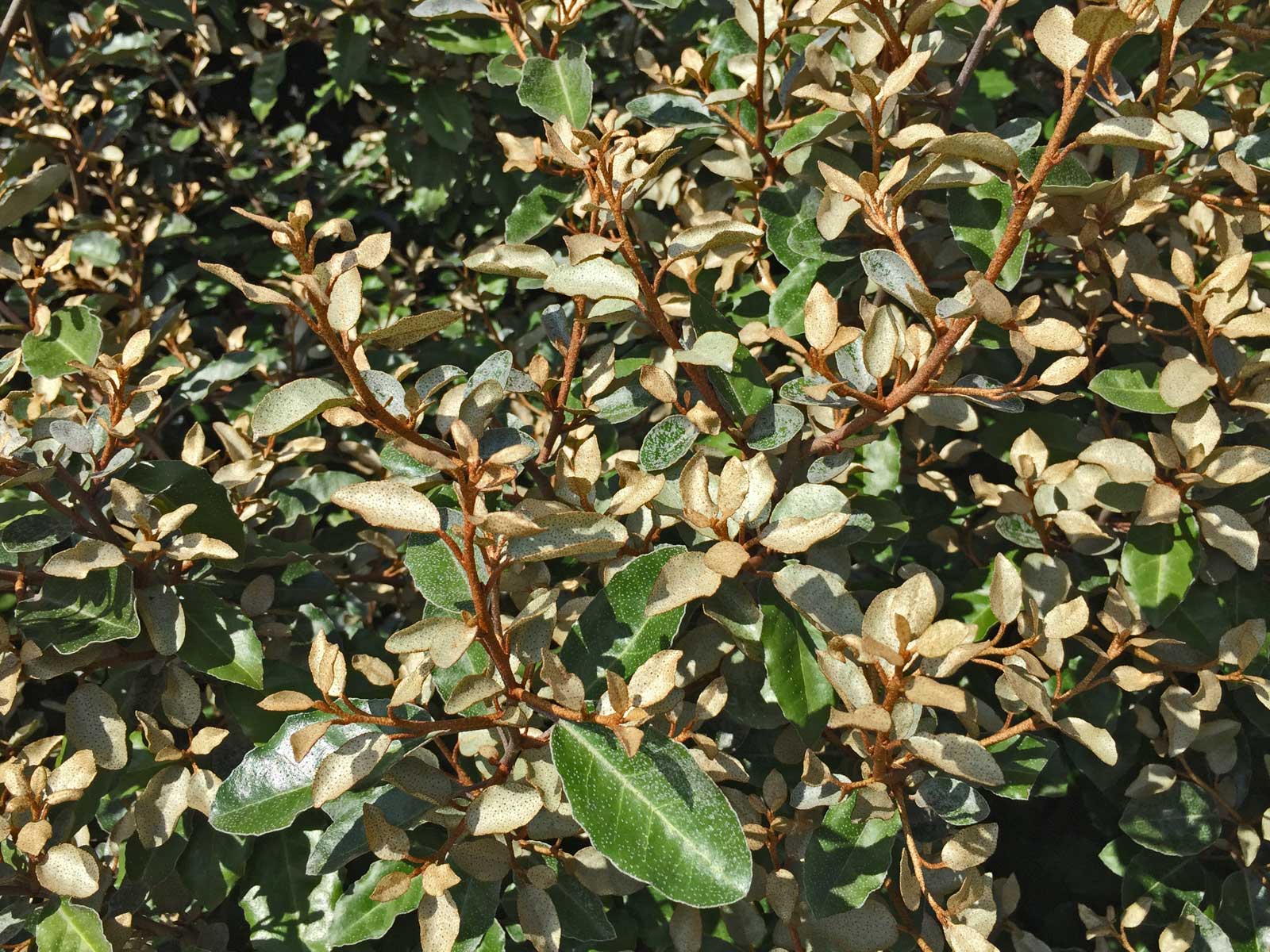 elaeagnus shrub (elaeagnus macrophylla)