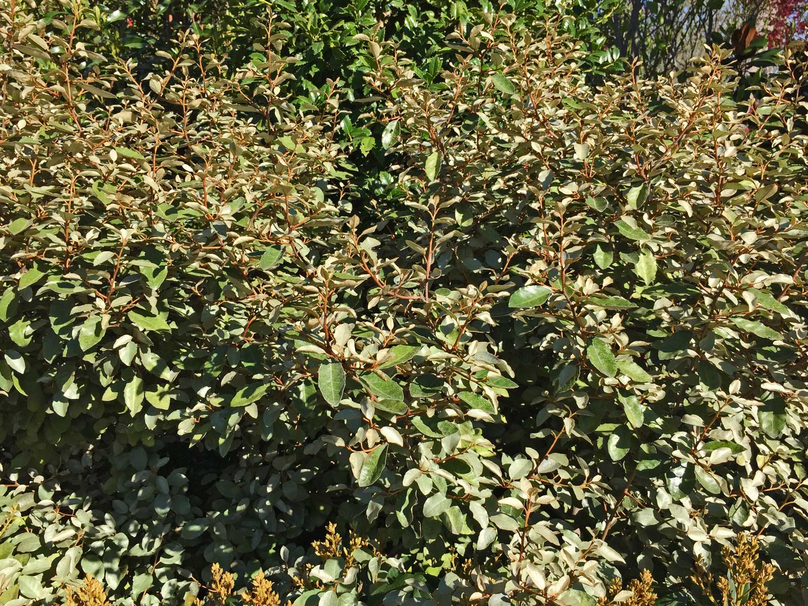 elaeagnus shrub (elaeagnus macrophylla)