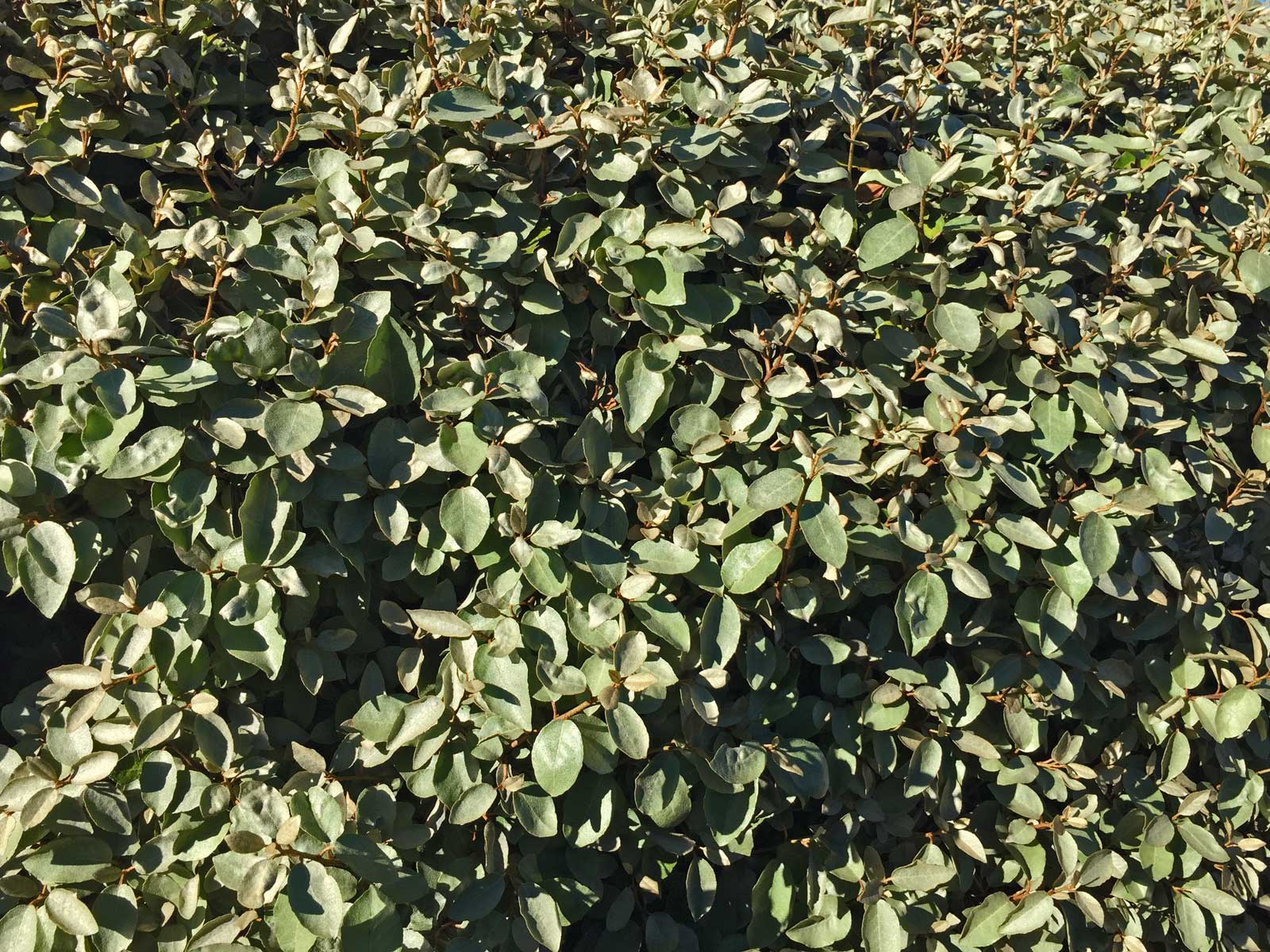 elaeagnus shrub (elaeagnus macrophylla)