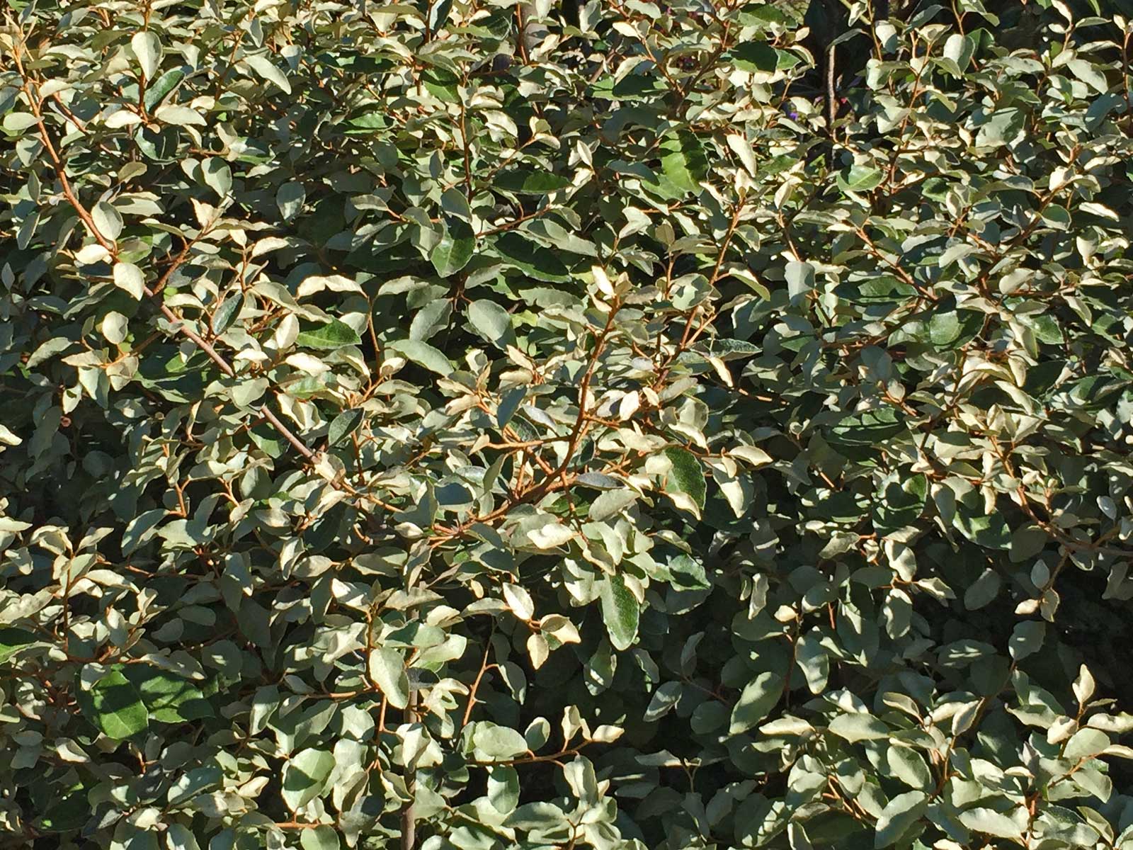 elaeagnus shrub (elaeagnus macrophylla)