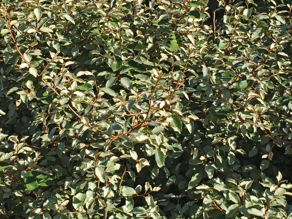 Plants for Dallas - Your Source for the Best Landscape Plant Information  for the Dallas-Ft. Worth Metroplex Elaeagnus
