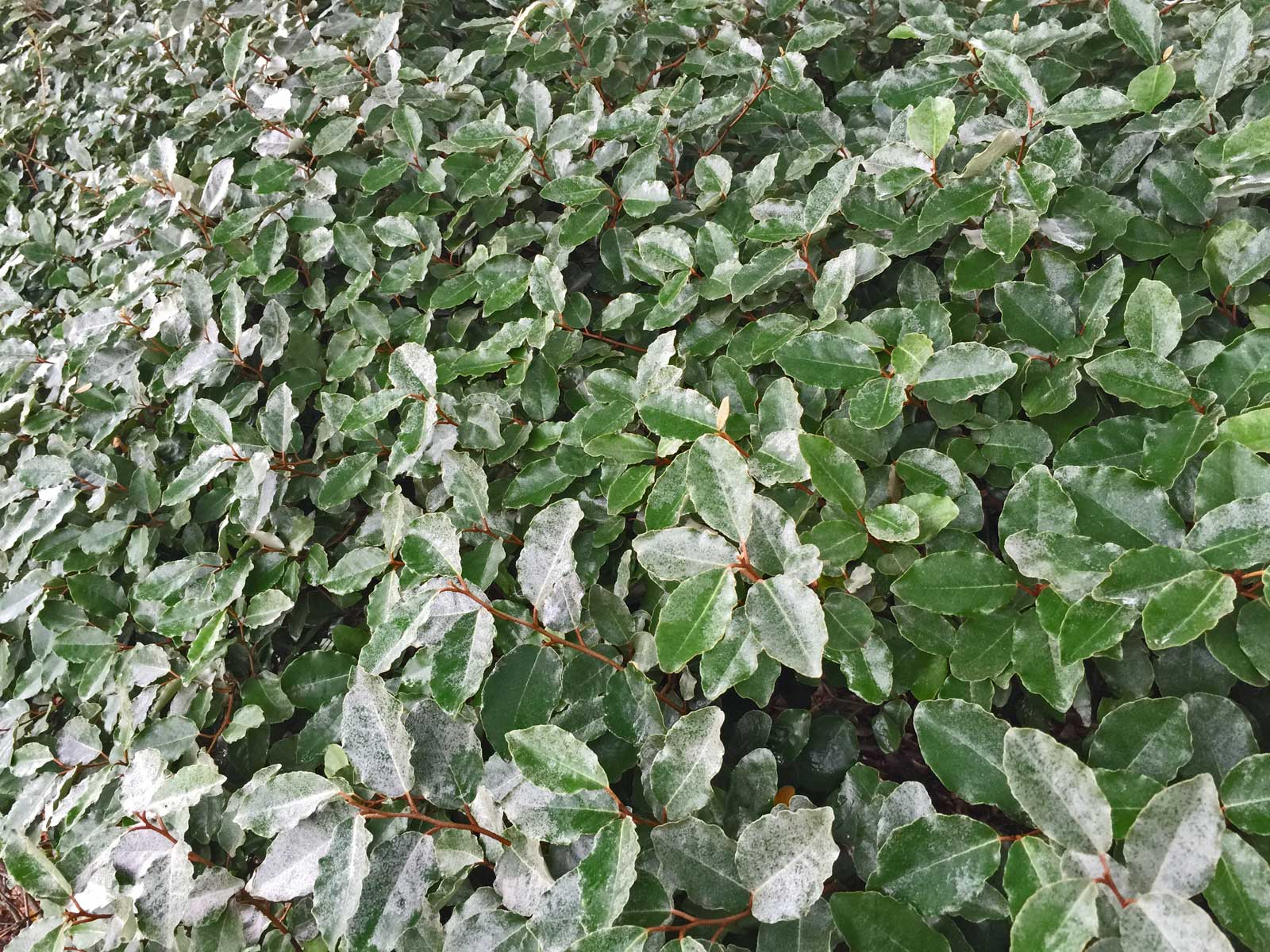 elaeagnus shrub (elaeagnus macrophylla)