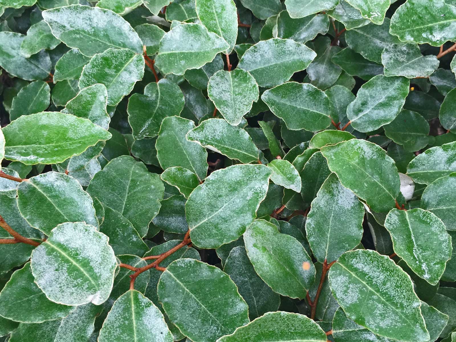 elaeagnus shrub (elaeagnus macrophylla)