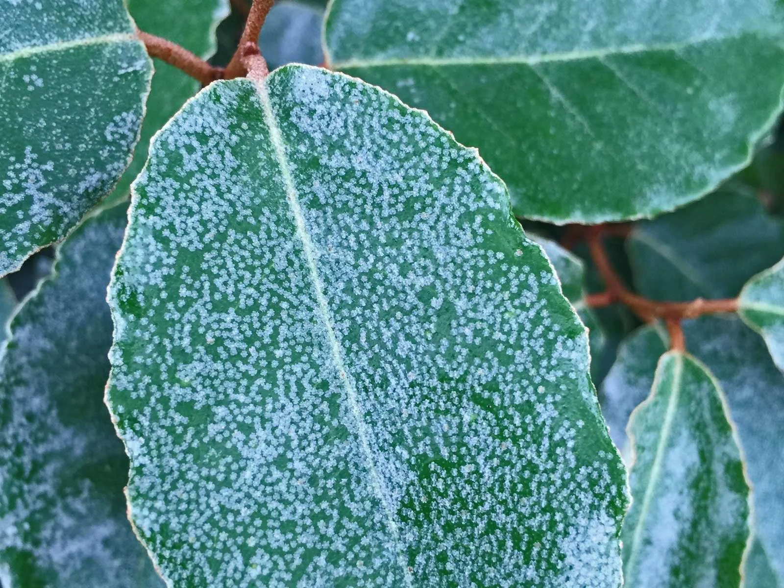 elaeagnus shrub (elaeagnus macrophylla)