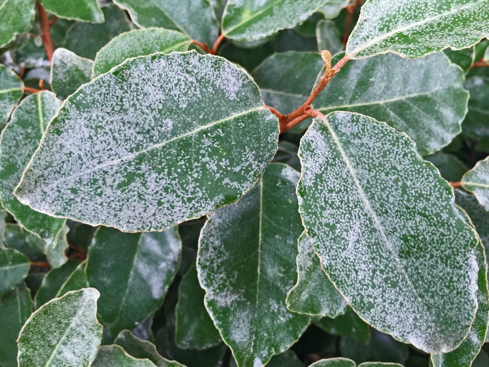 elaeagnus leaves (elaeagnus macrophylla)