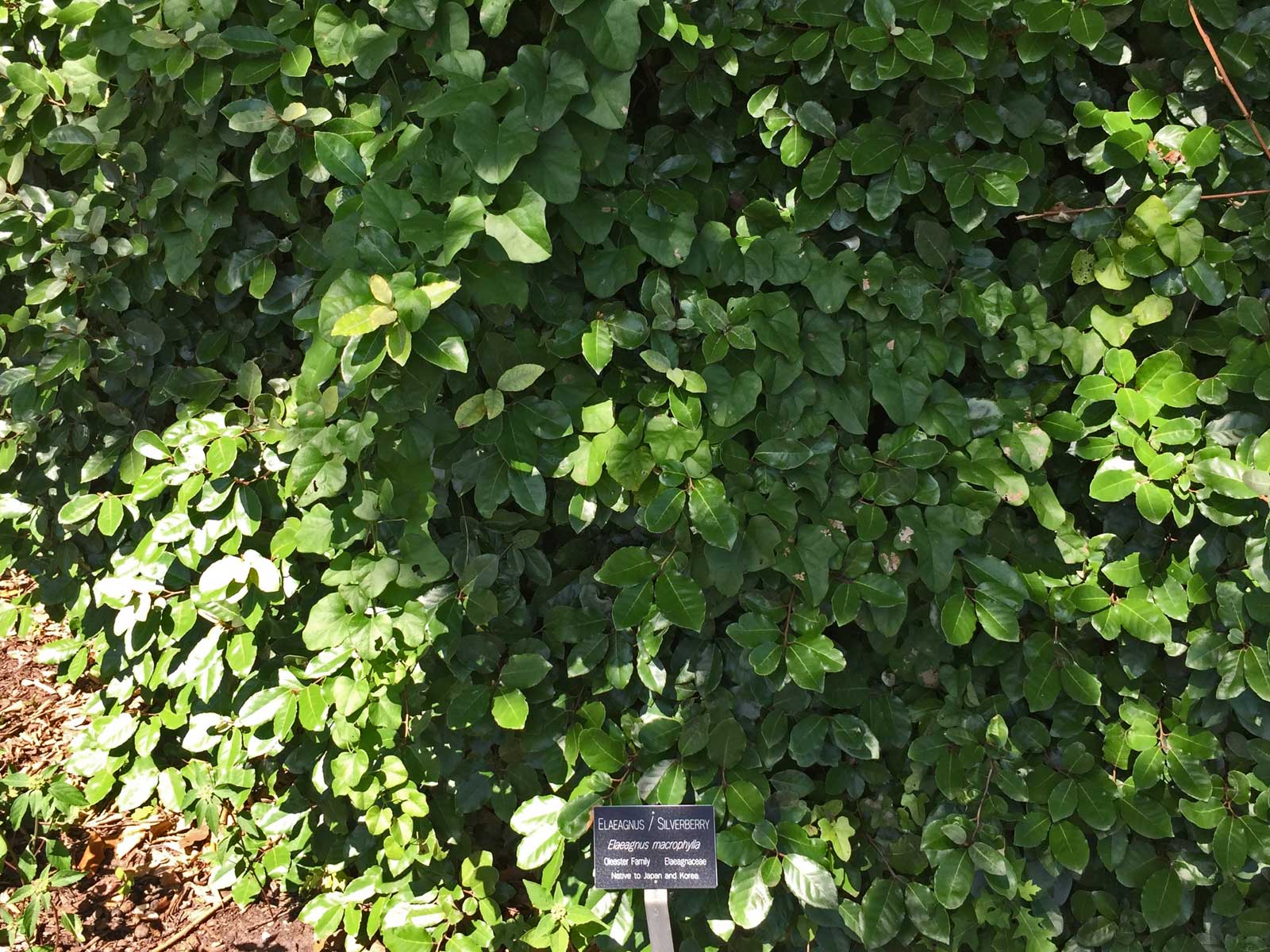 elaeagnus shrub (elaeagnus macrophylla)