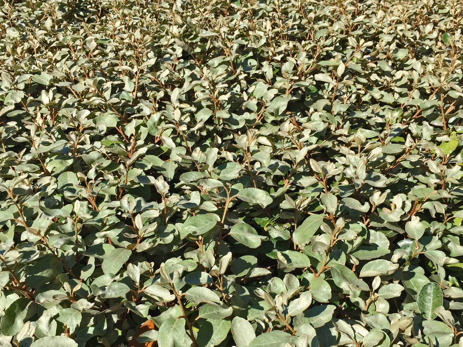 elaeagnus shrub (elaeagnus macrophylla)