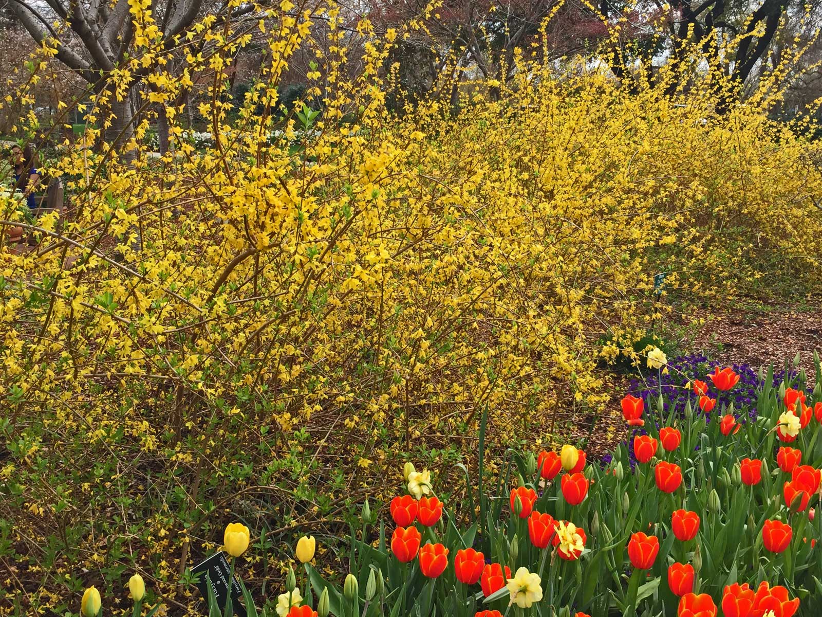 forsythia blooms