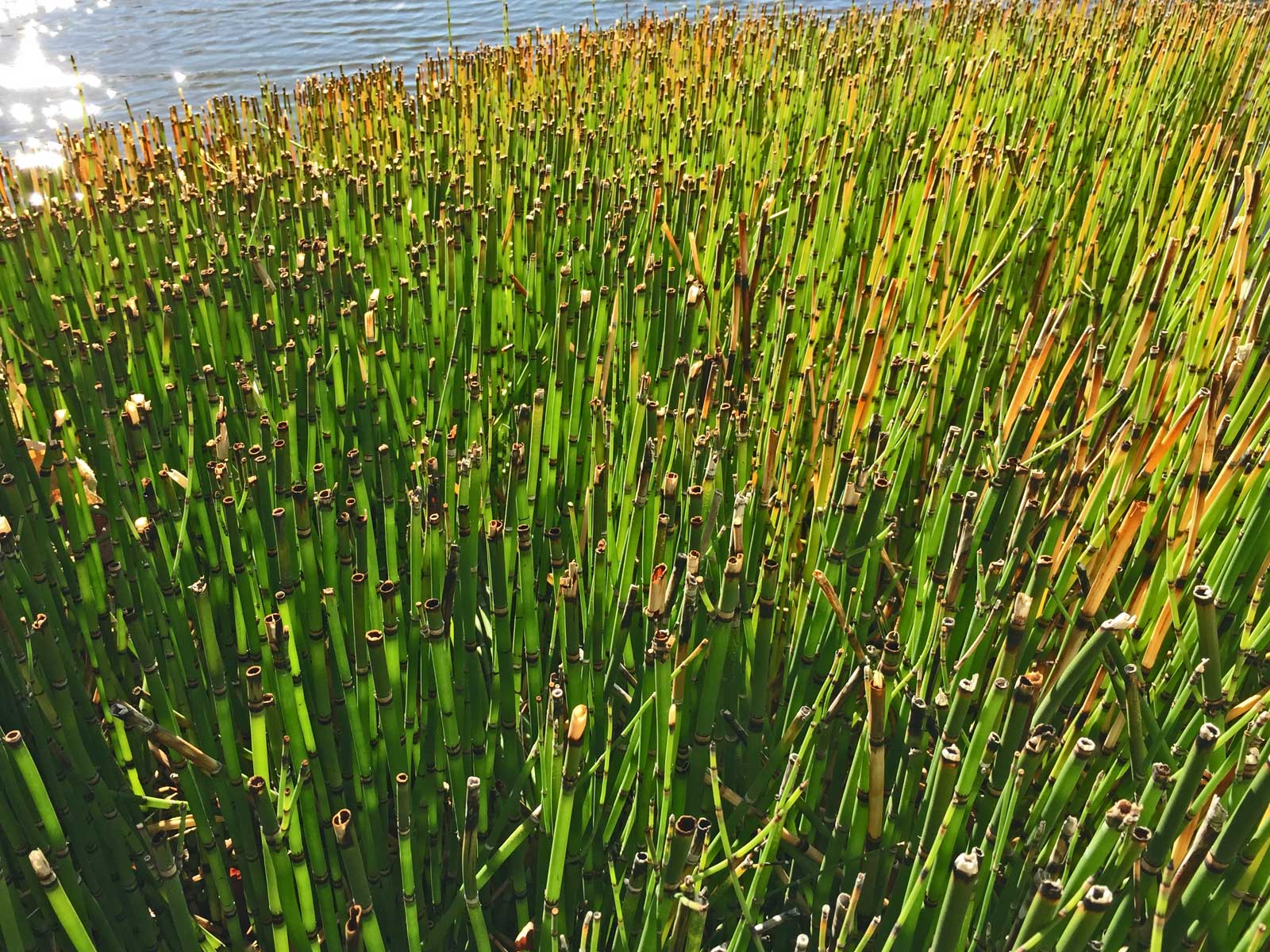 horsetail reed - equisetum hyemale