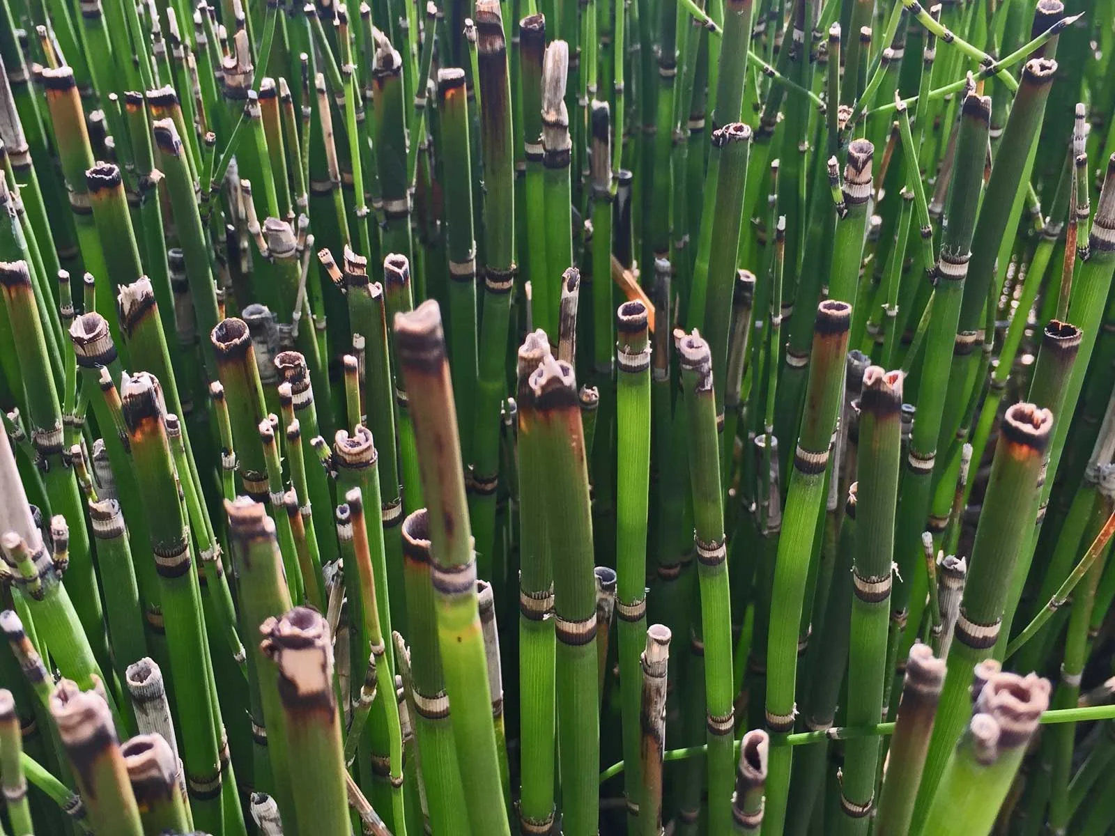 Horsetail_Mama