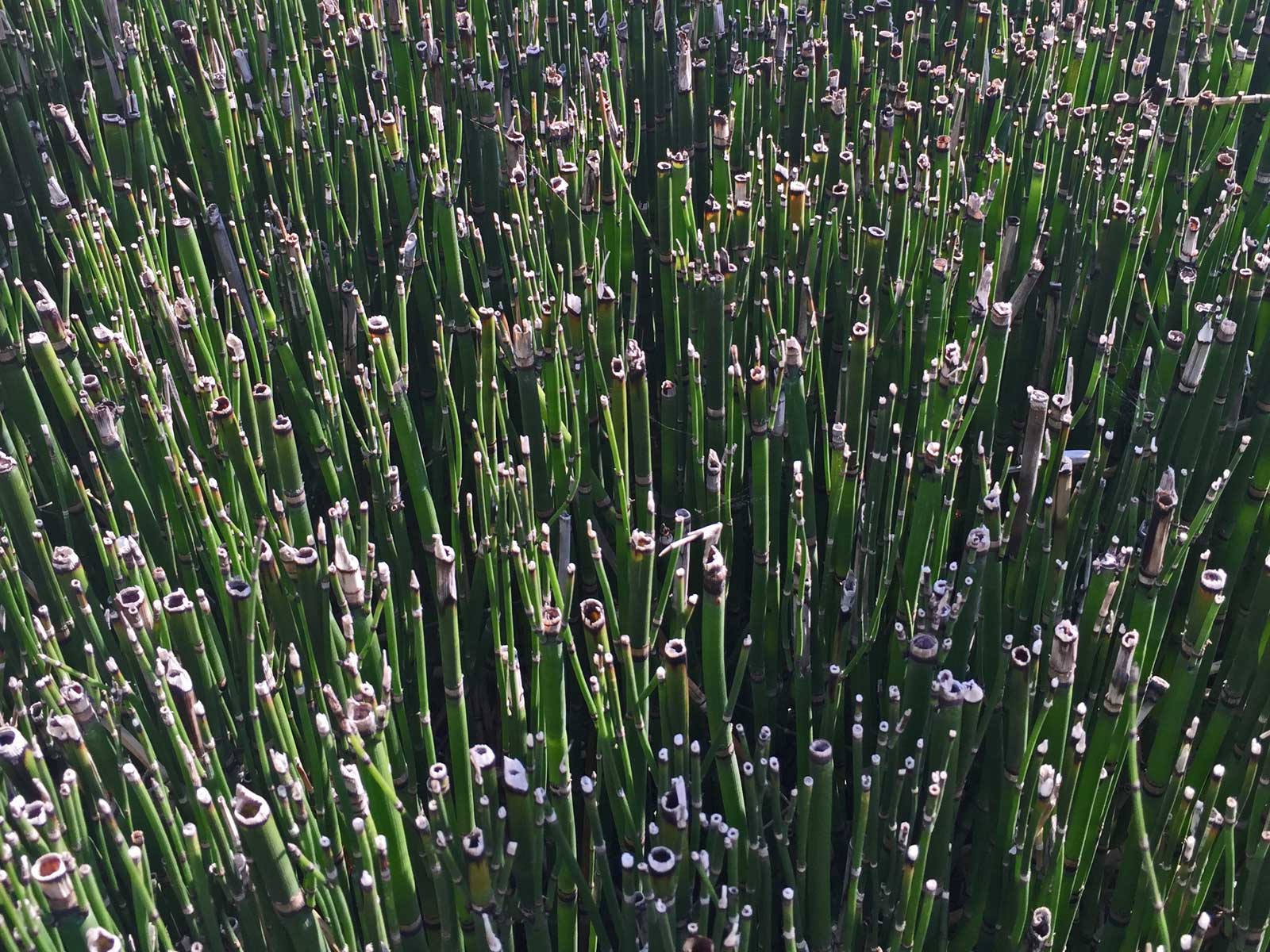 horsetail reed - equisetum hyemale