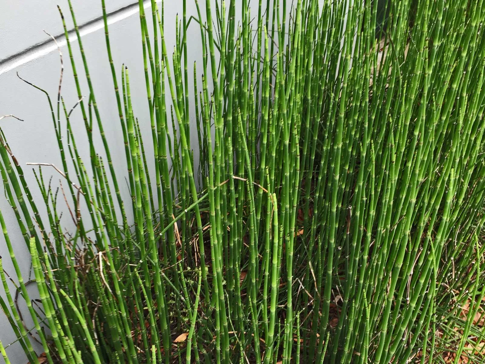 horsetail reed - quisetum hyemale
