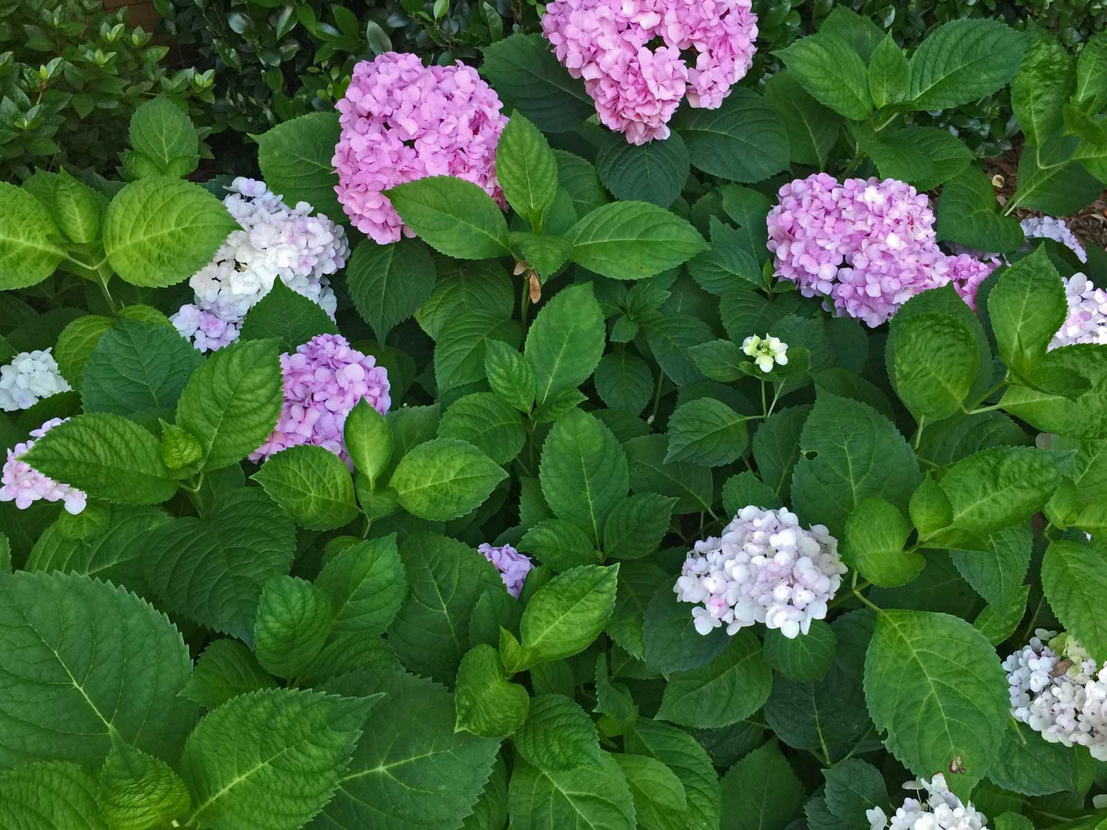 hydrangea shrub - hydrangea macrophylla spp.