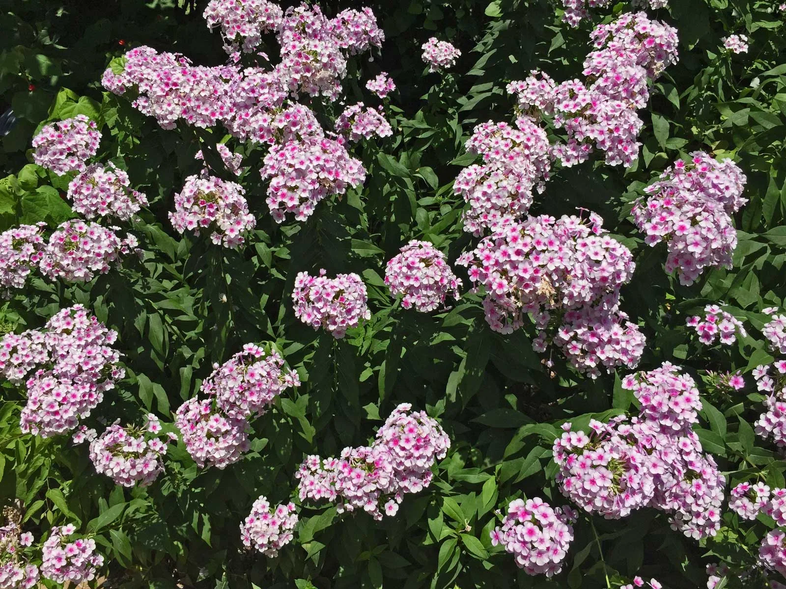 hydrangea shrub - hydrangea macrophylla spp.
