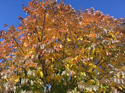 urbanite ash tree fall colors