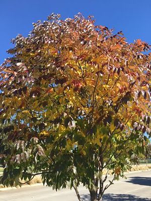 urbanite ash tree fall colors