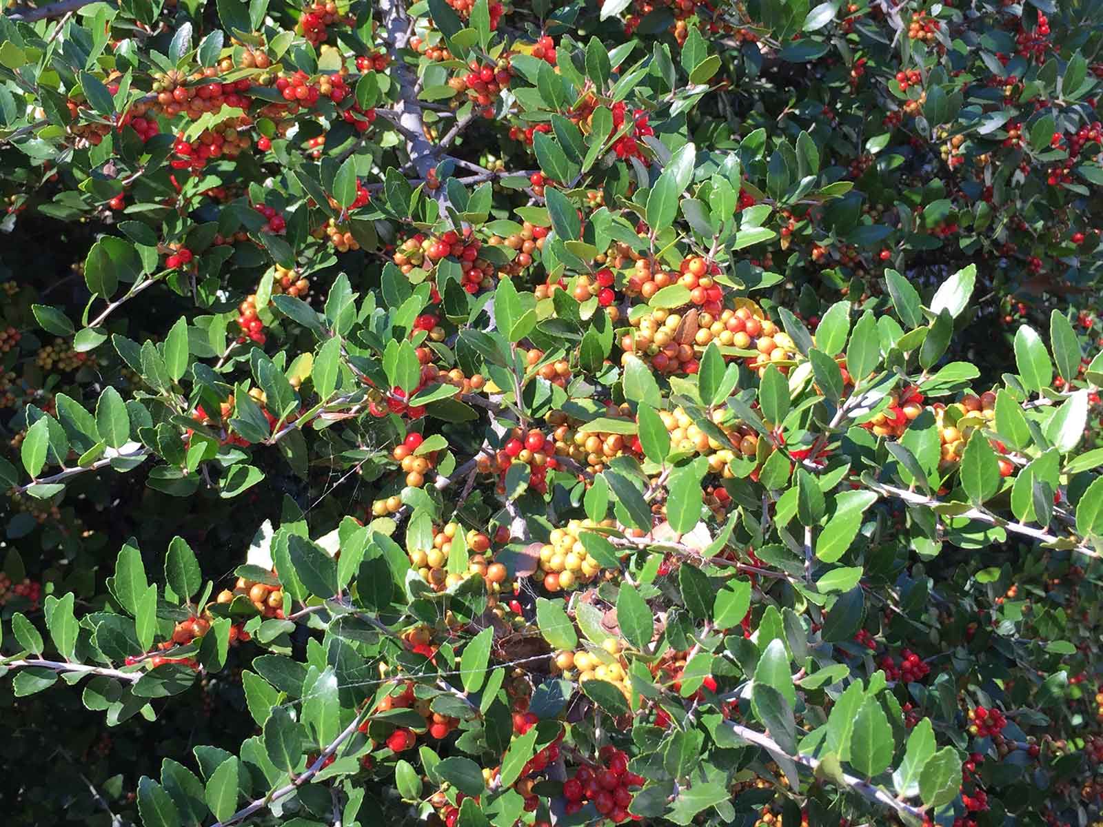 yaupon-holly-tree-leaves_and_berries