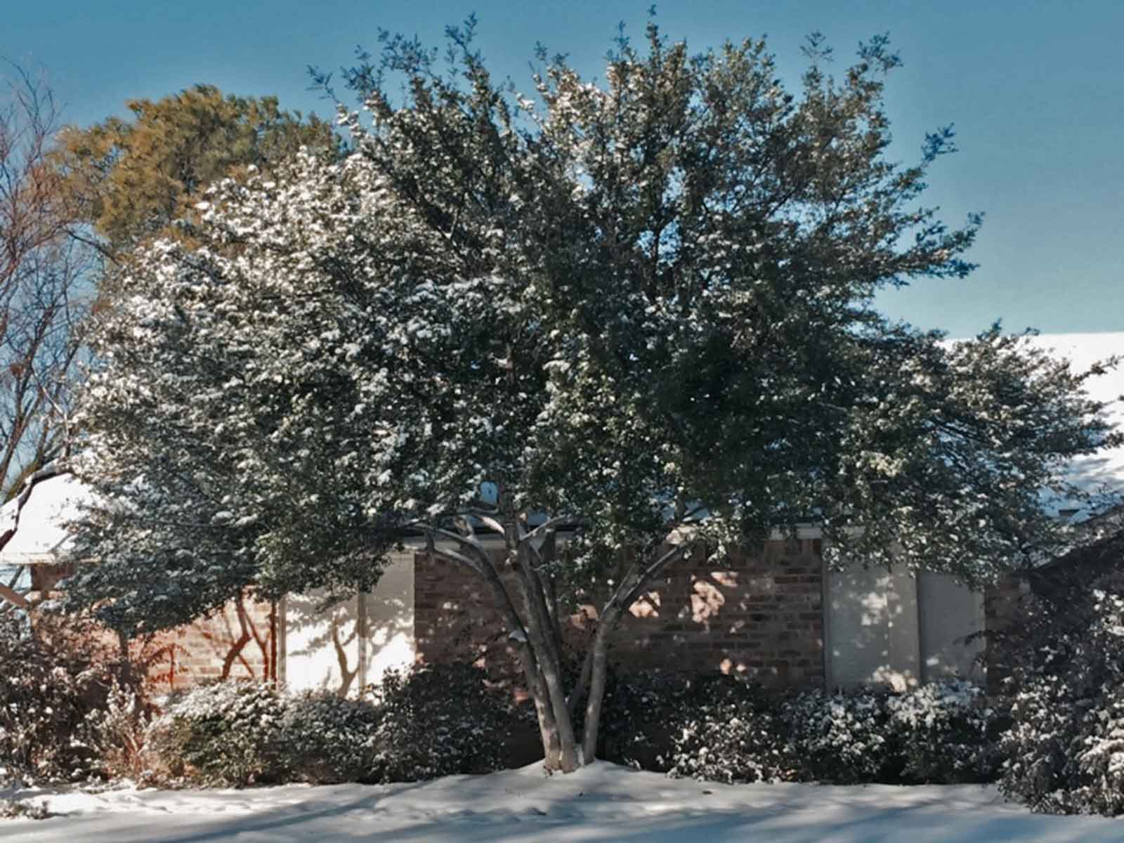 yaupon-holly-tree-winter-snow
