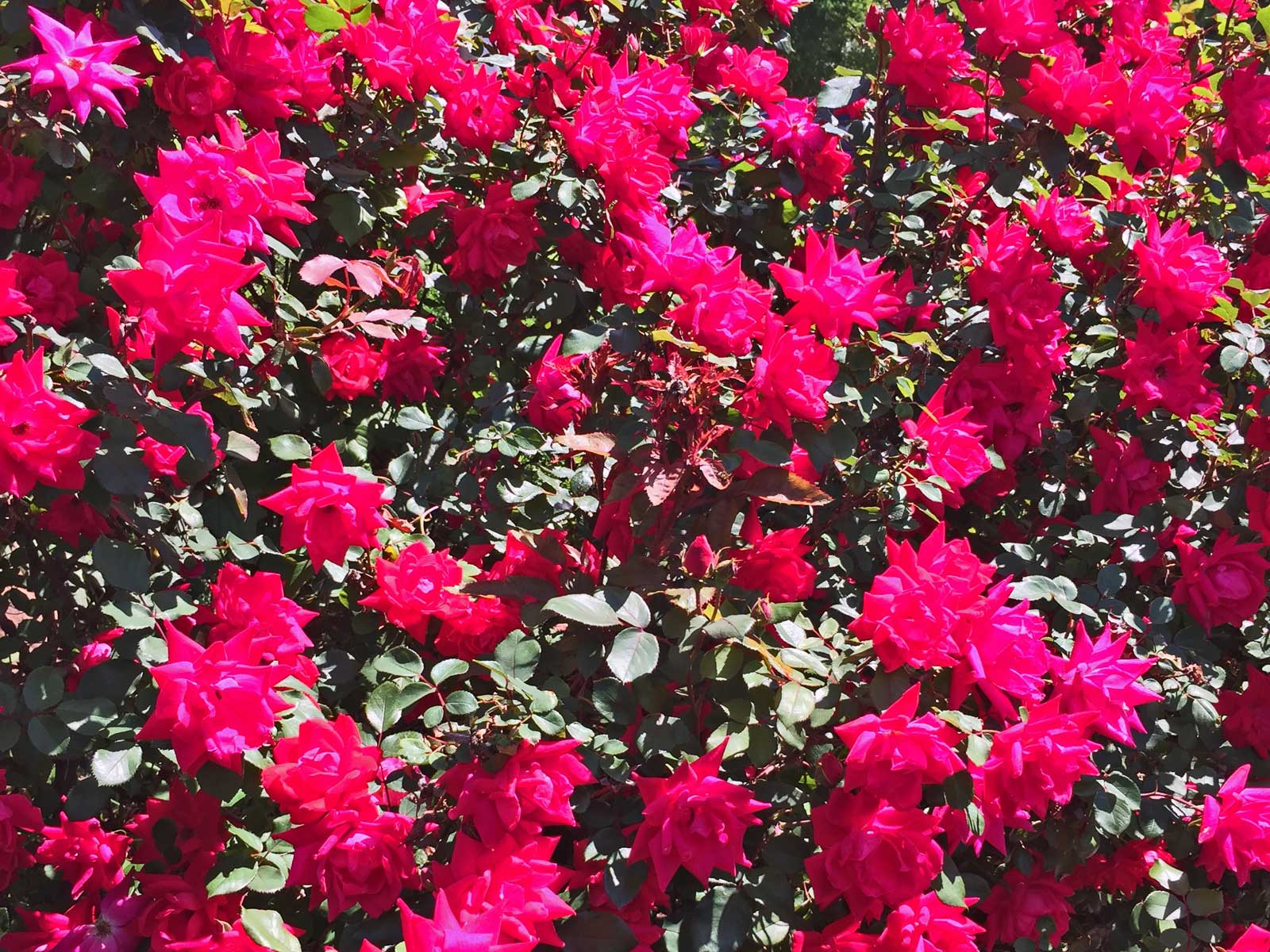 Shrub Rose 'Radrazz' KNOCK OUT, Plant Profile