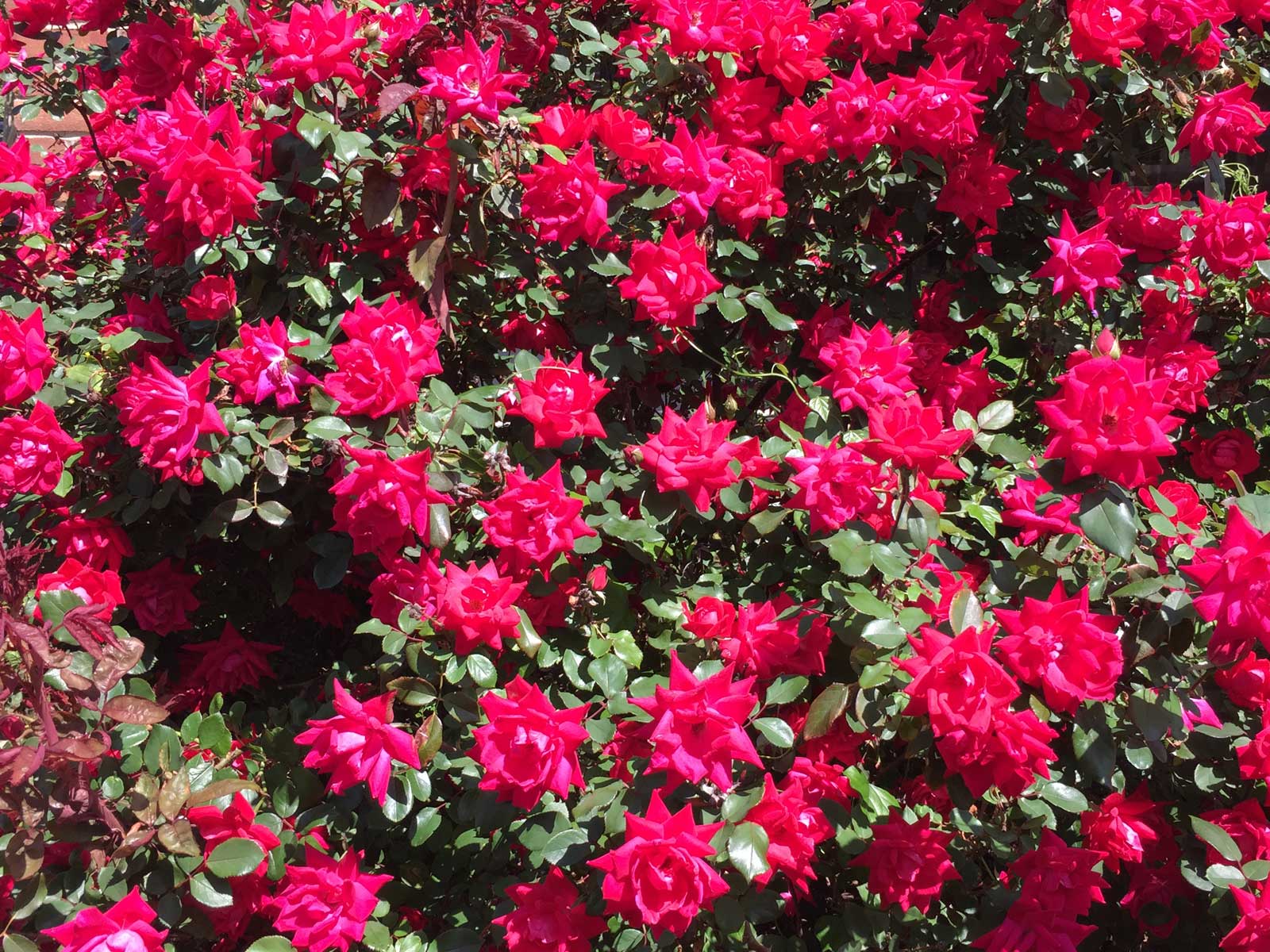 knockout-rose-red-blooms
