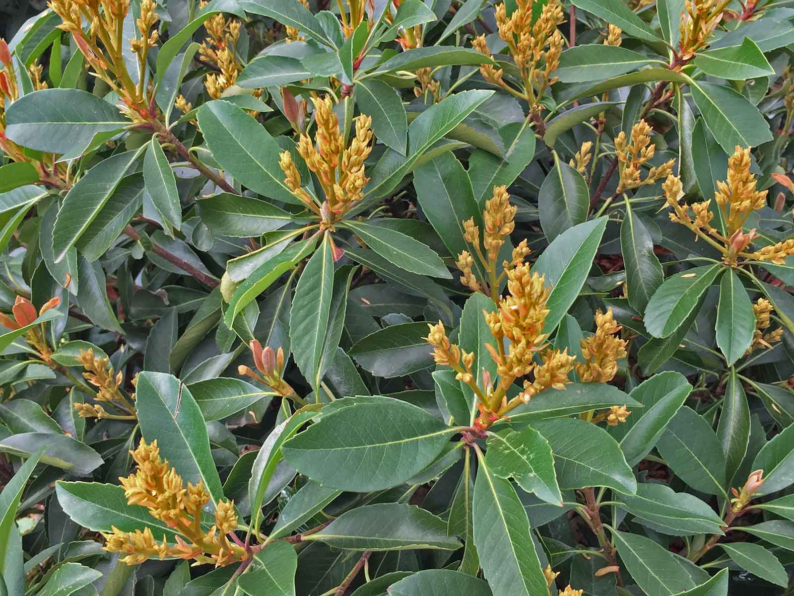 loquat-shrub-bloom