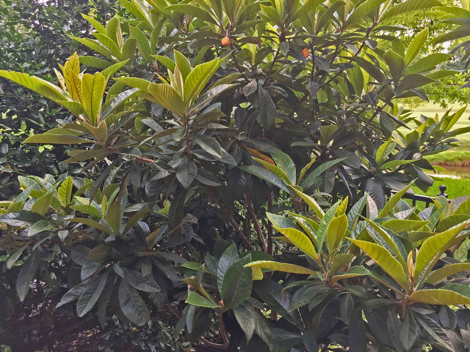 loquat-shrub