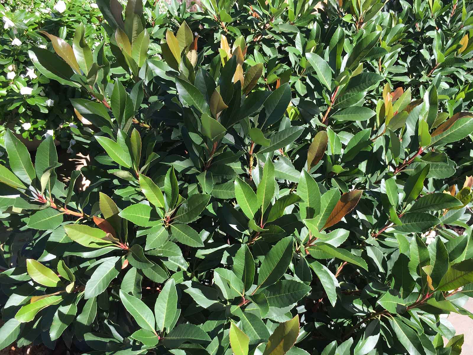 loquat-shrub