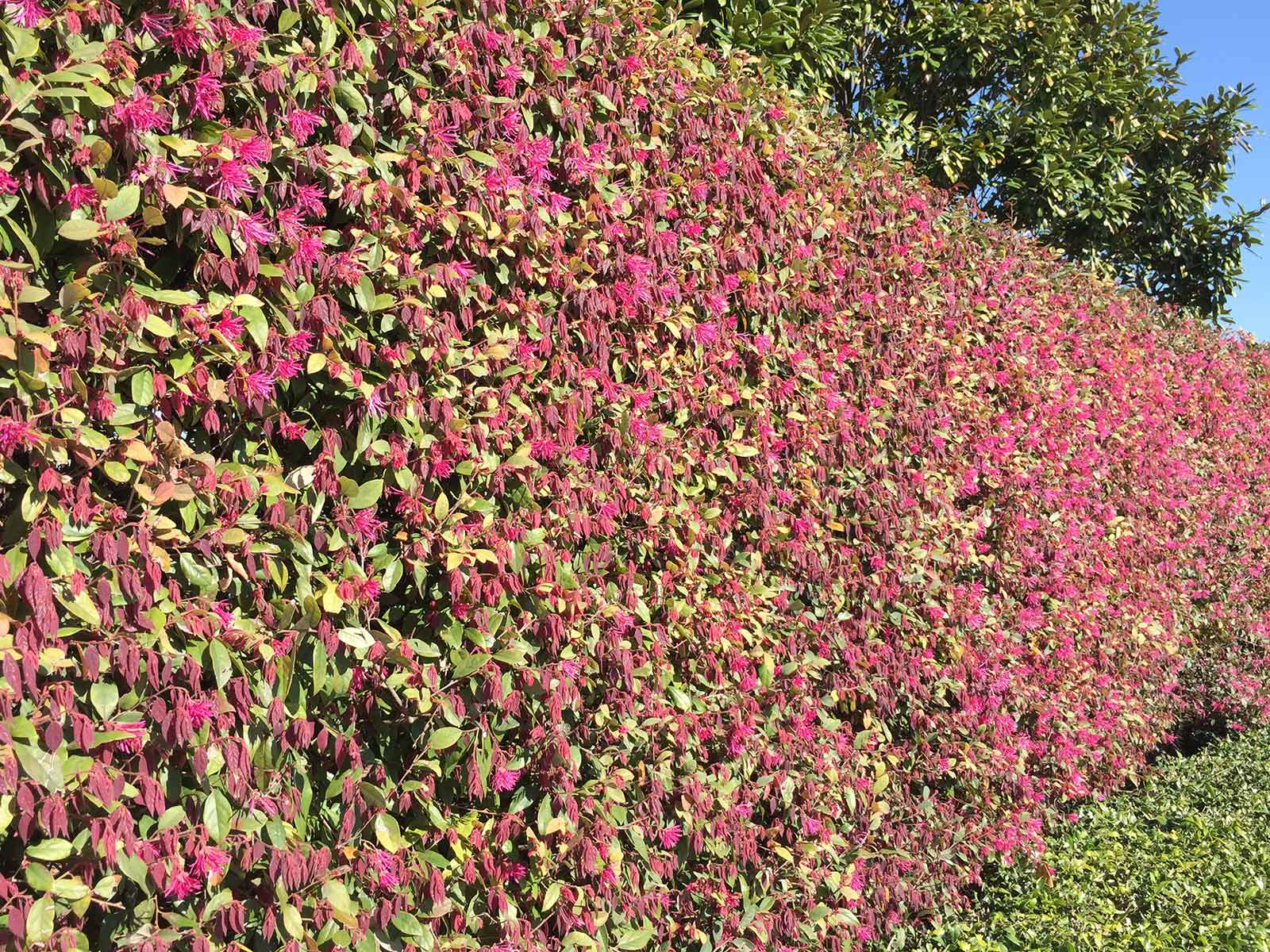 loropetalum-shrub-pink-blooms