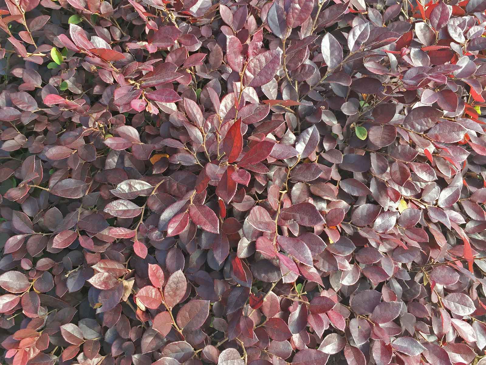 loropetalum-shrub-leaves