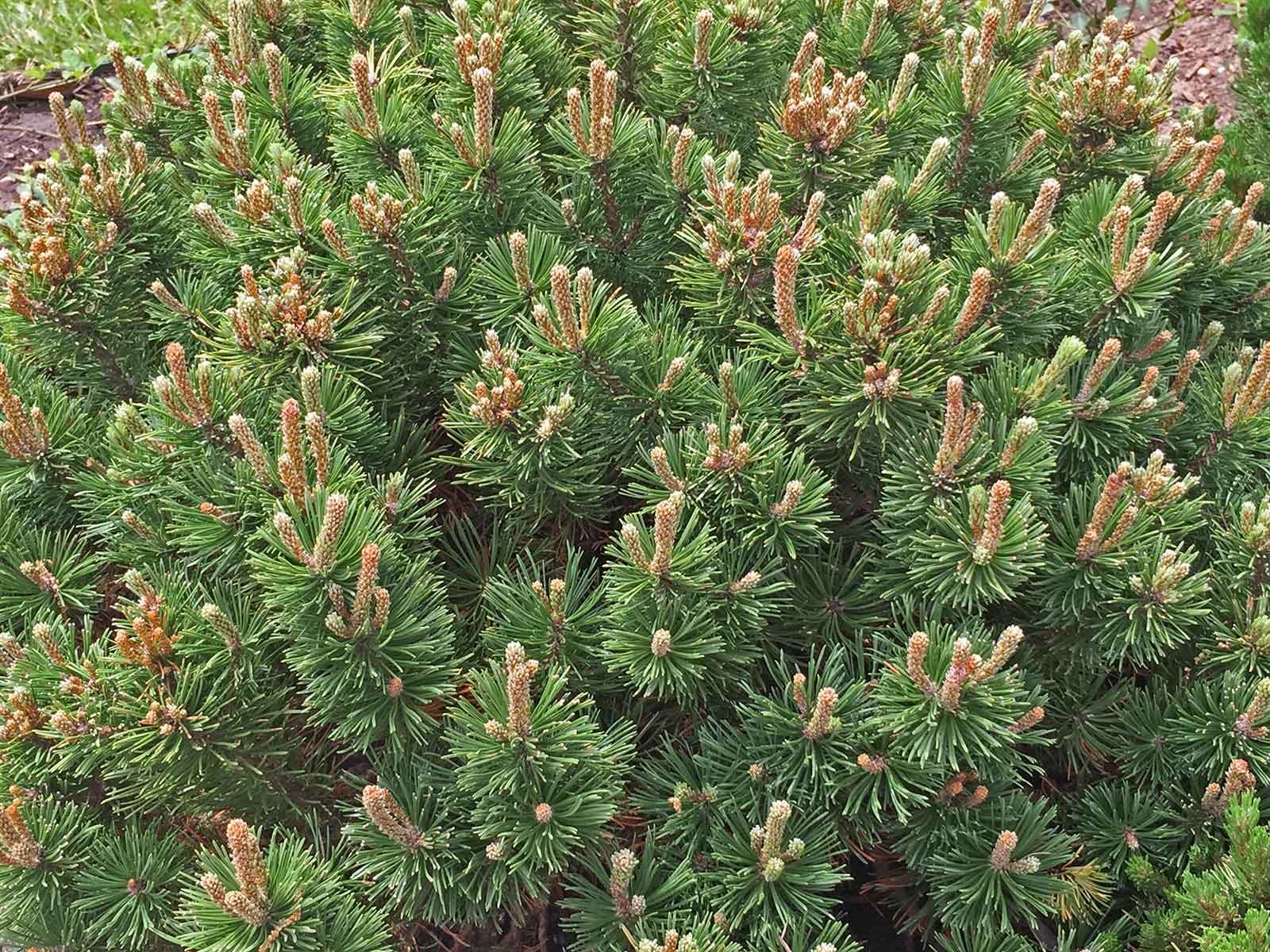 dwarf-mugo-pine