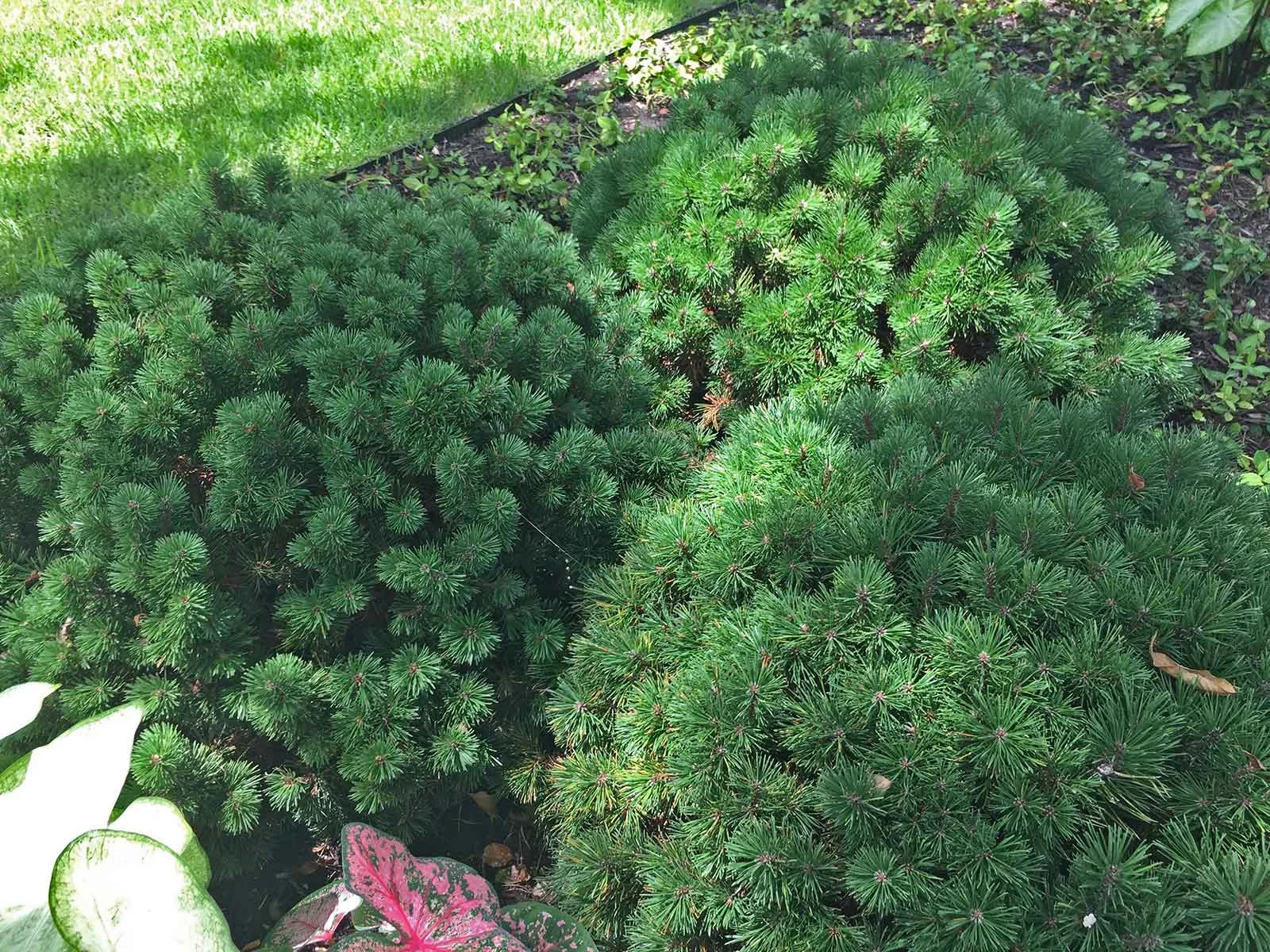 dwarf-mugo-pine
