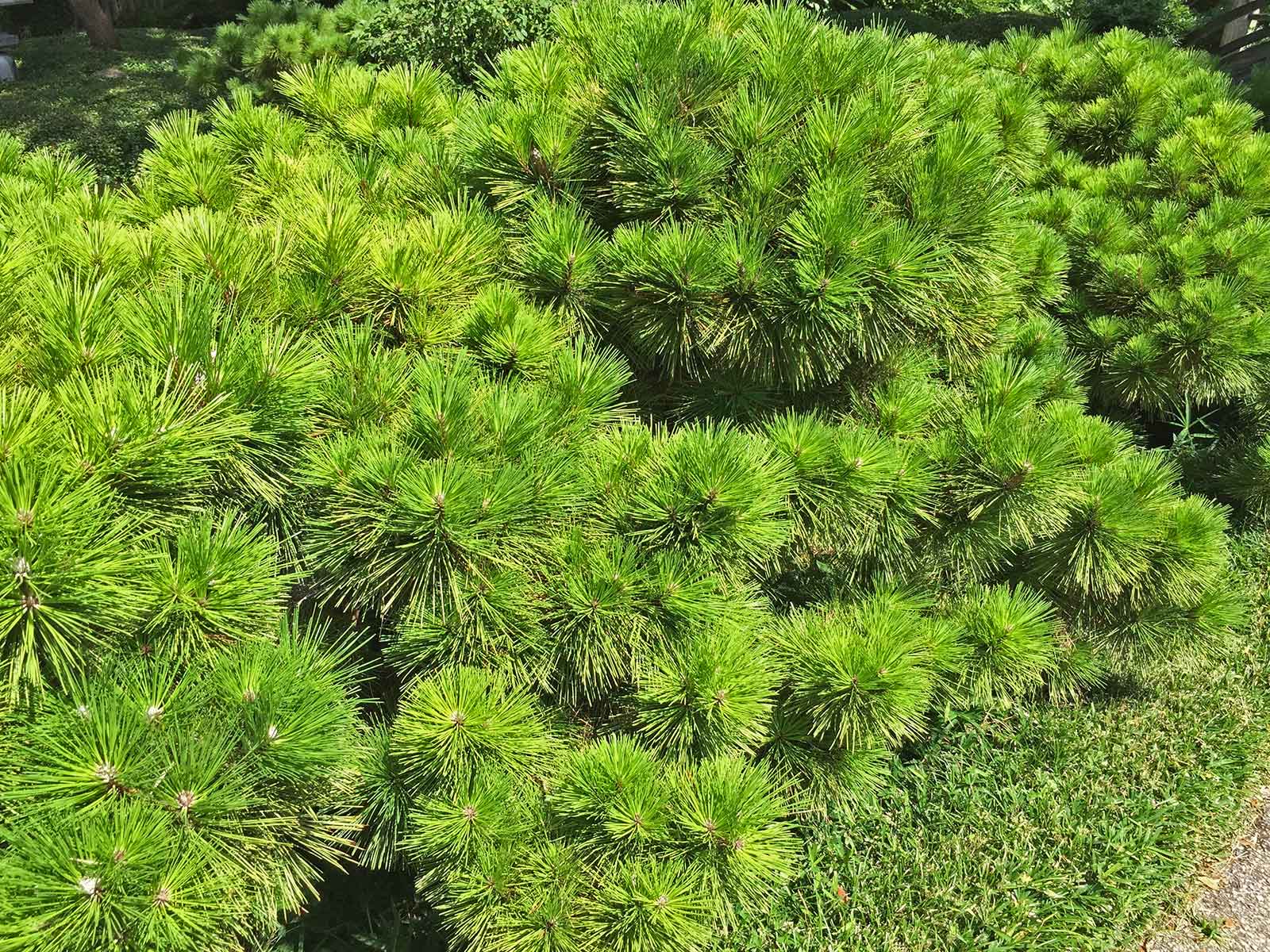 dwarf-mugo-pine 