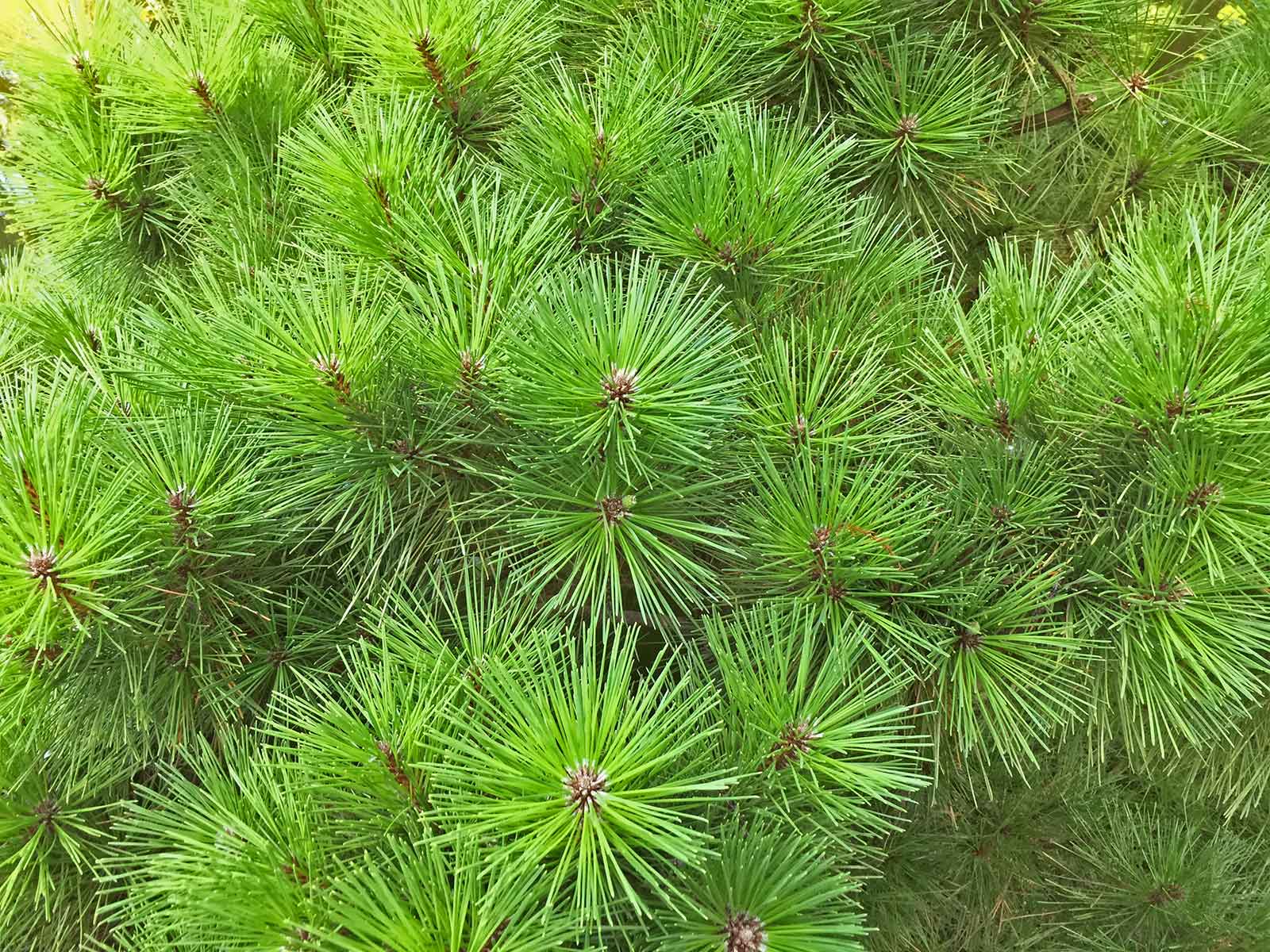 dwarf-mugo-pine 