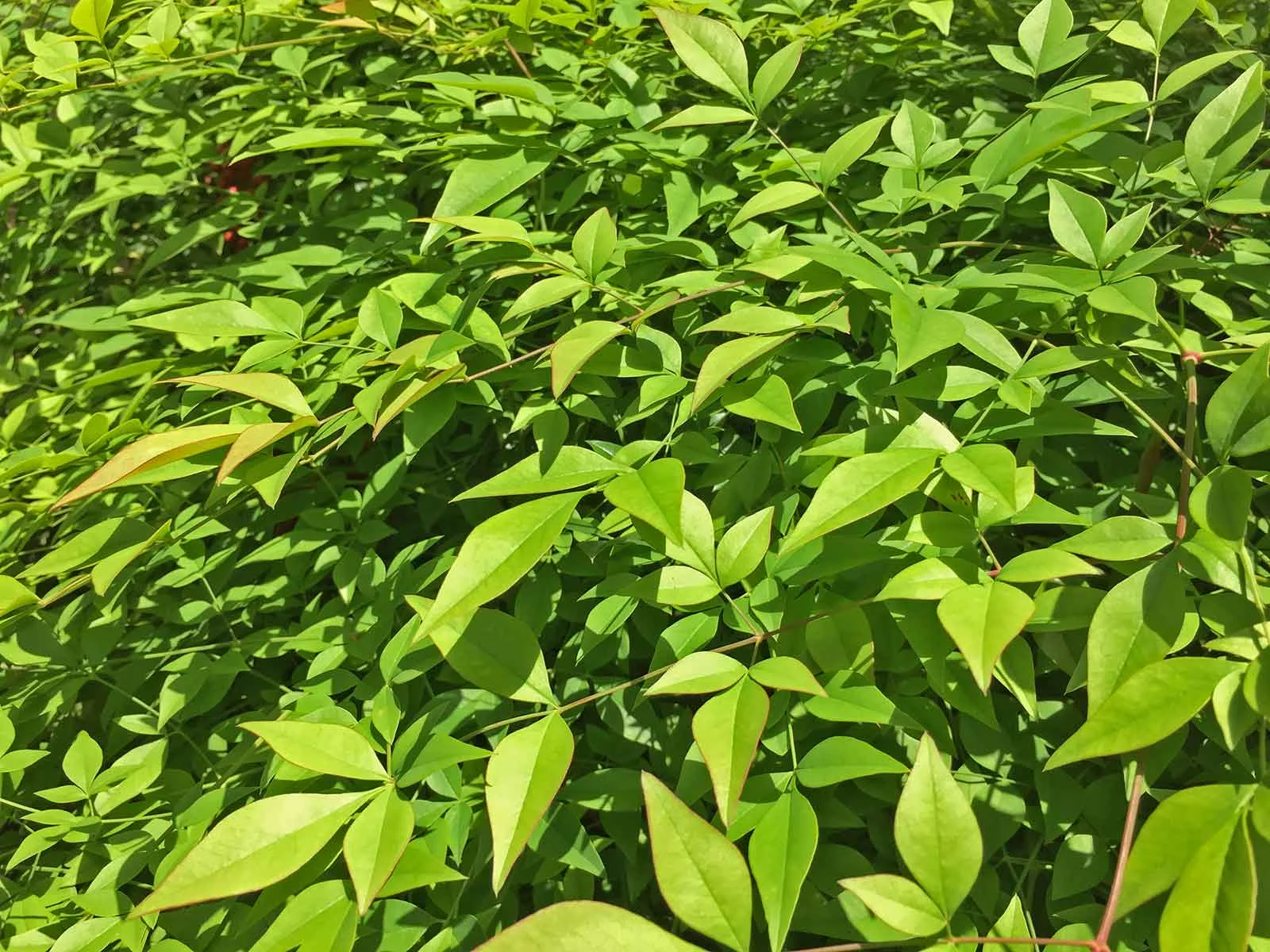 nandina-shrub