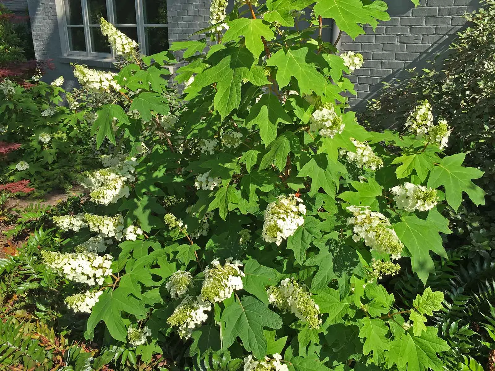 oakleaf-hydrangea