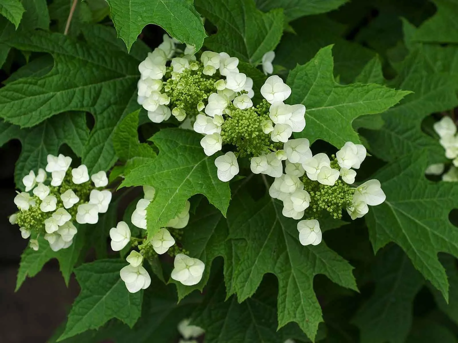 oakleaf-hydrangea