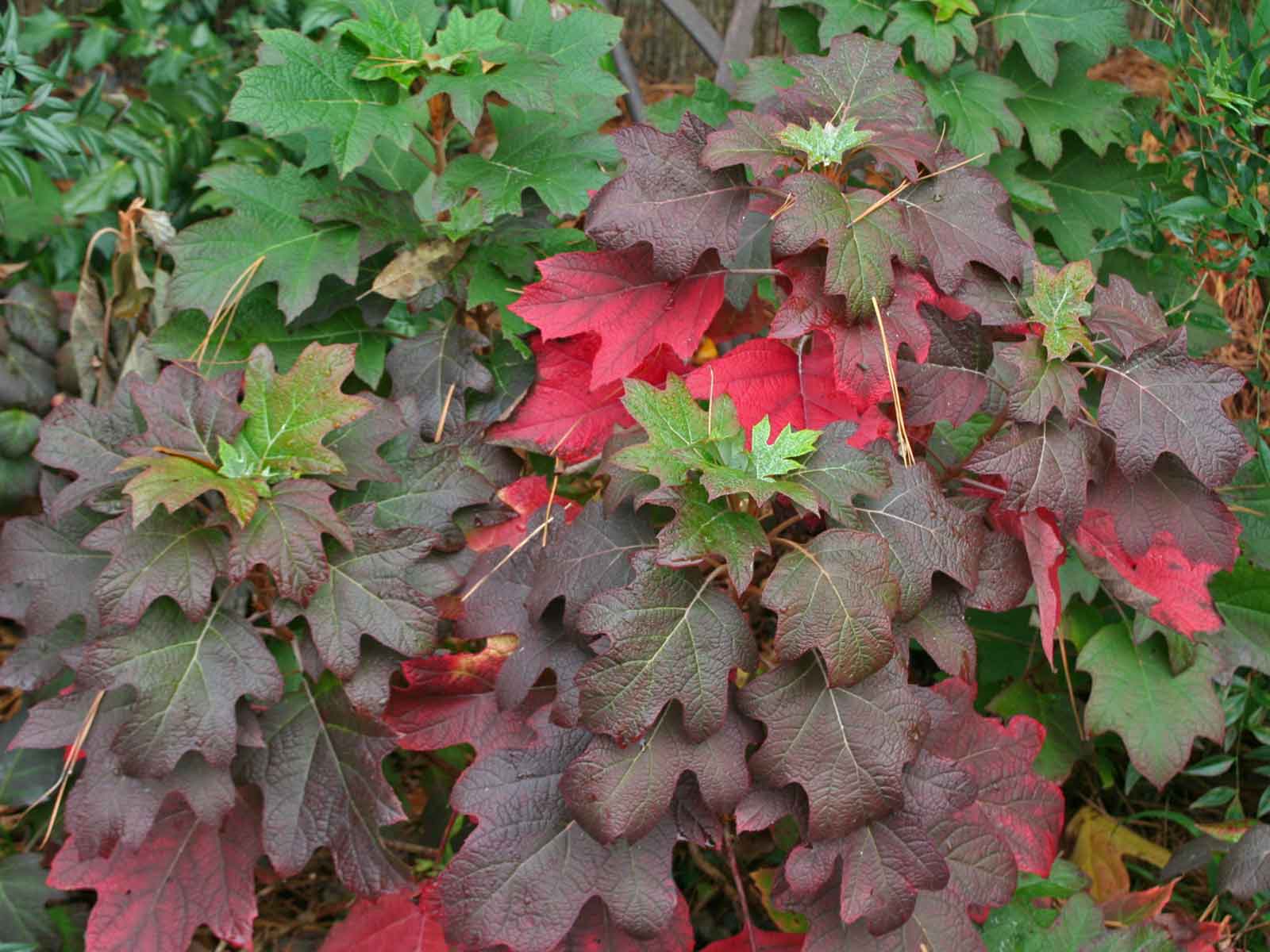 oakleaf-hydrangea-fall-color