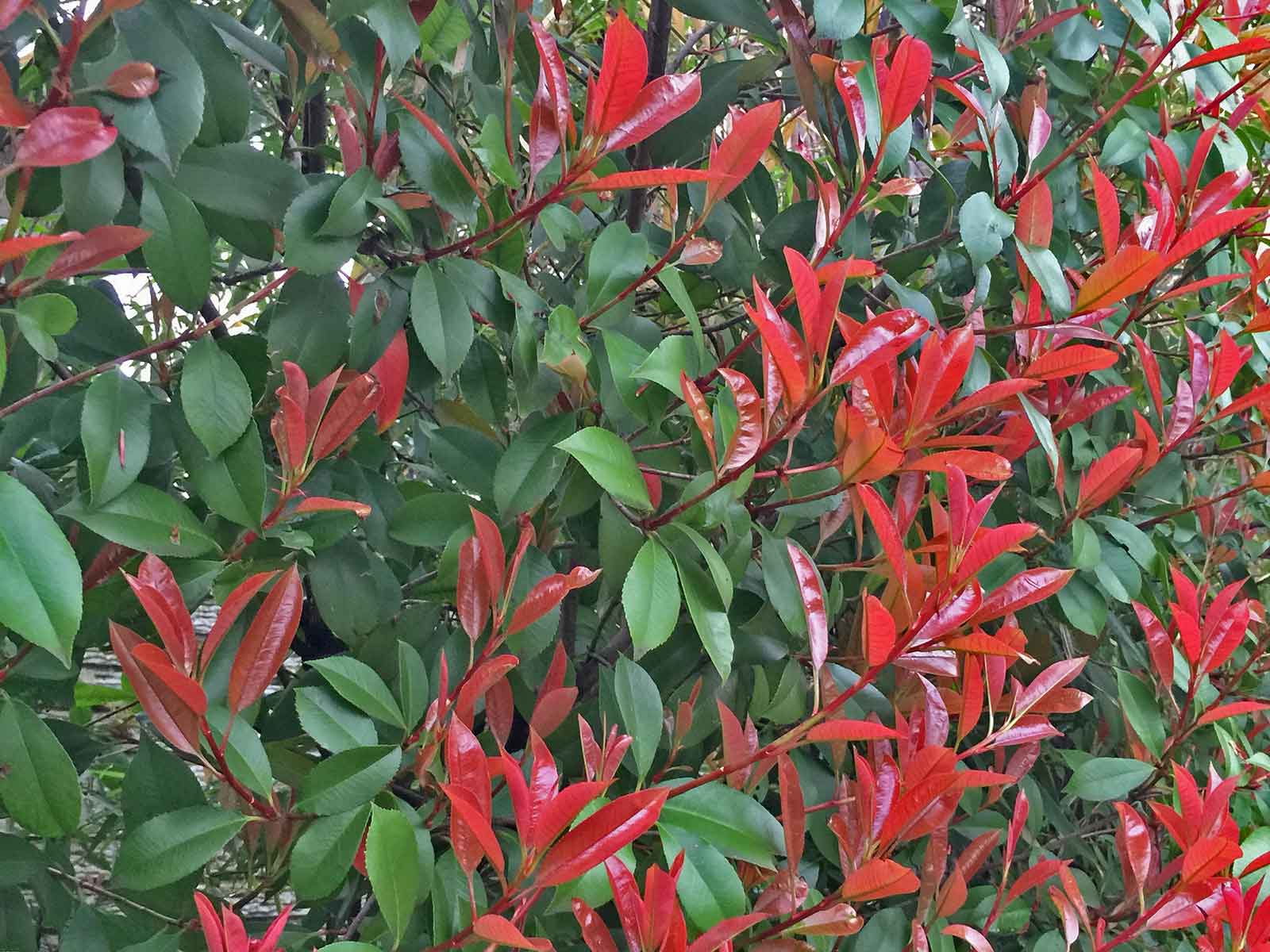 photinia-hedge