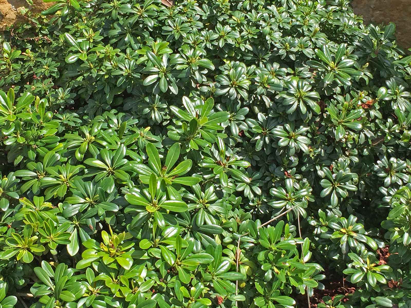 pittosporum