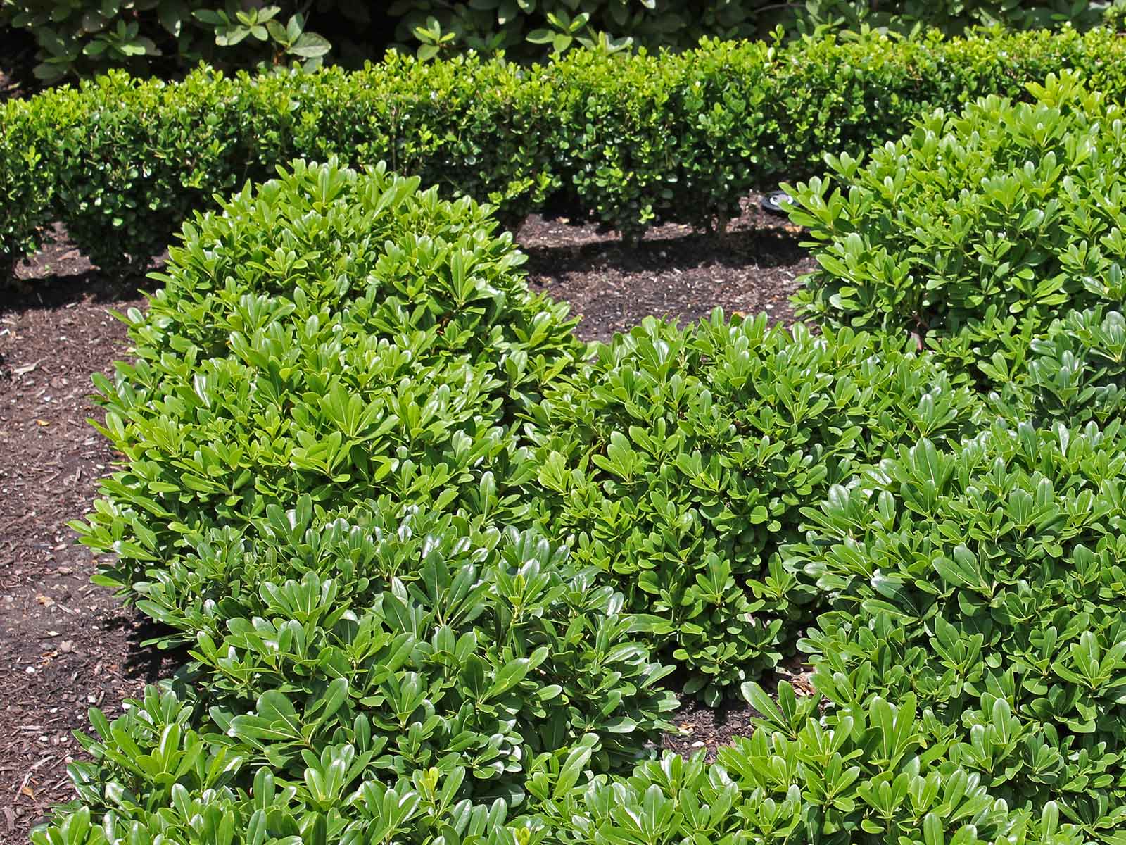 pittosporum