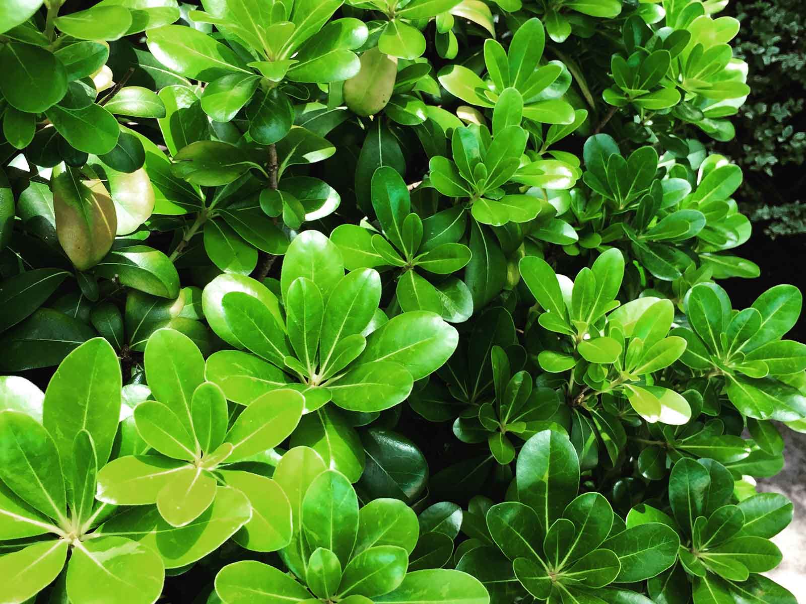 pittosporum