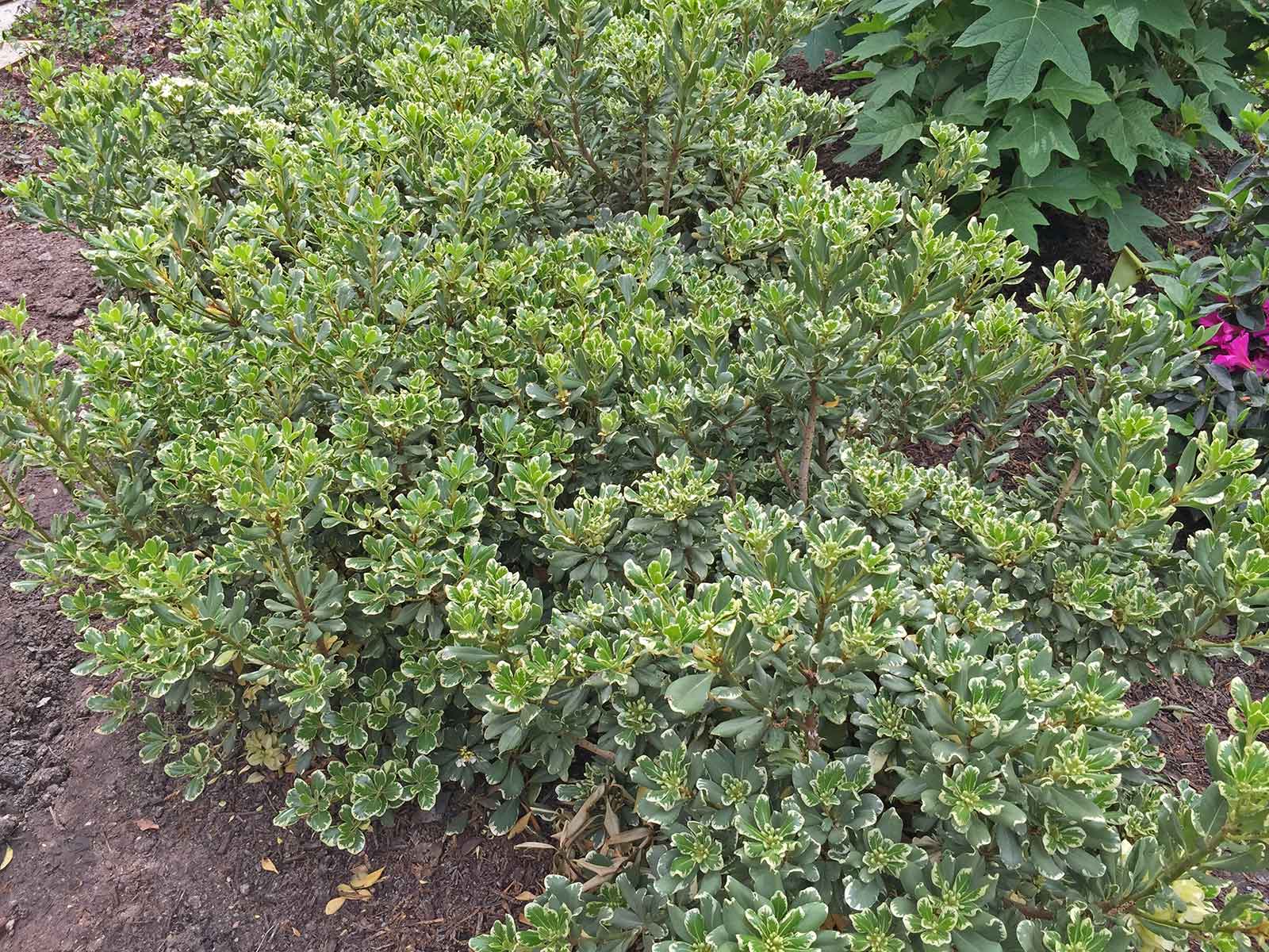 pittosporum