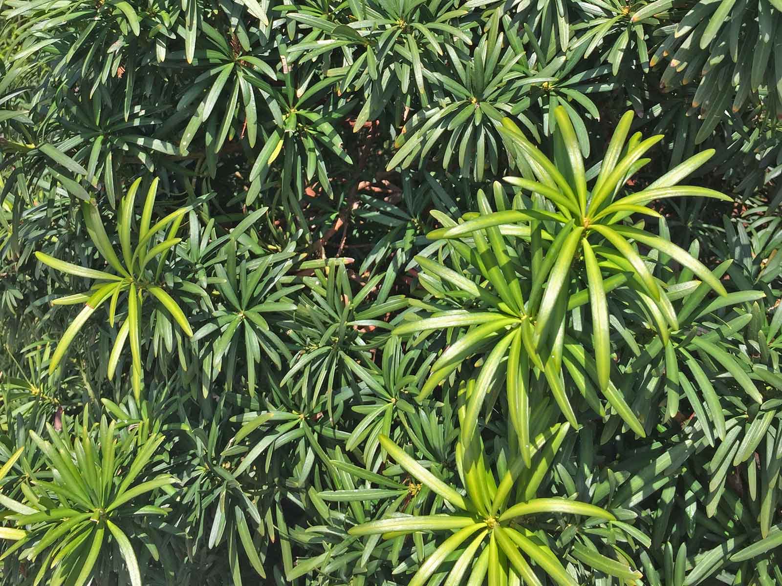 podocarpus