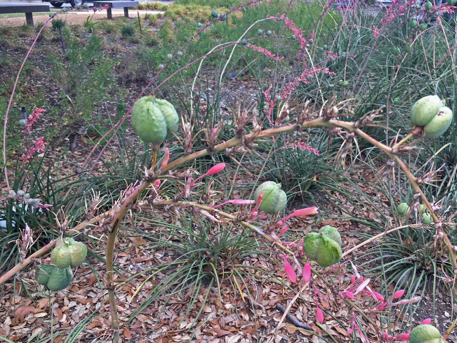 red-yucca-plants-for-dallas_1.jpg