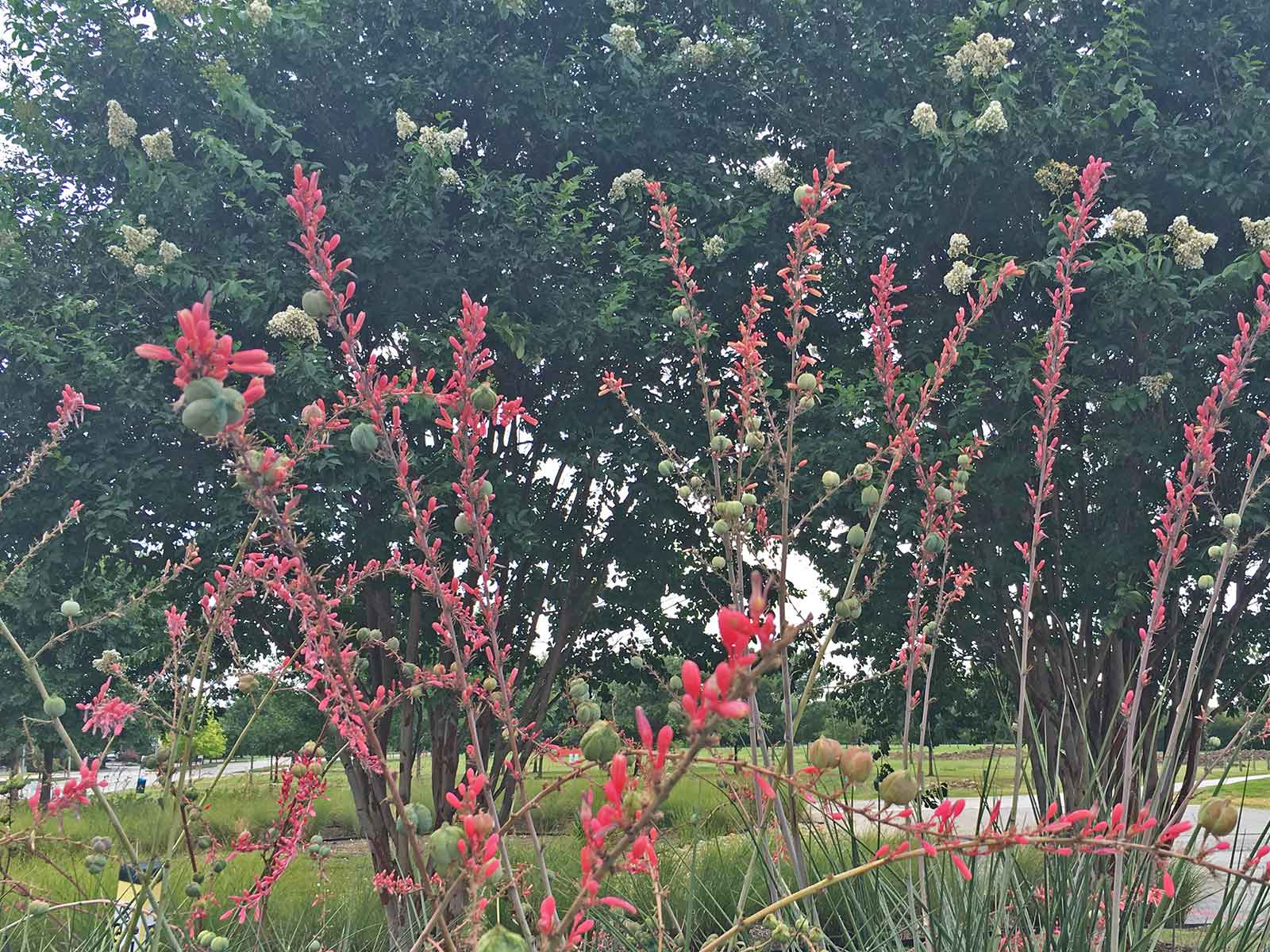 red-yucca-plants-for-dallas_3.jpg