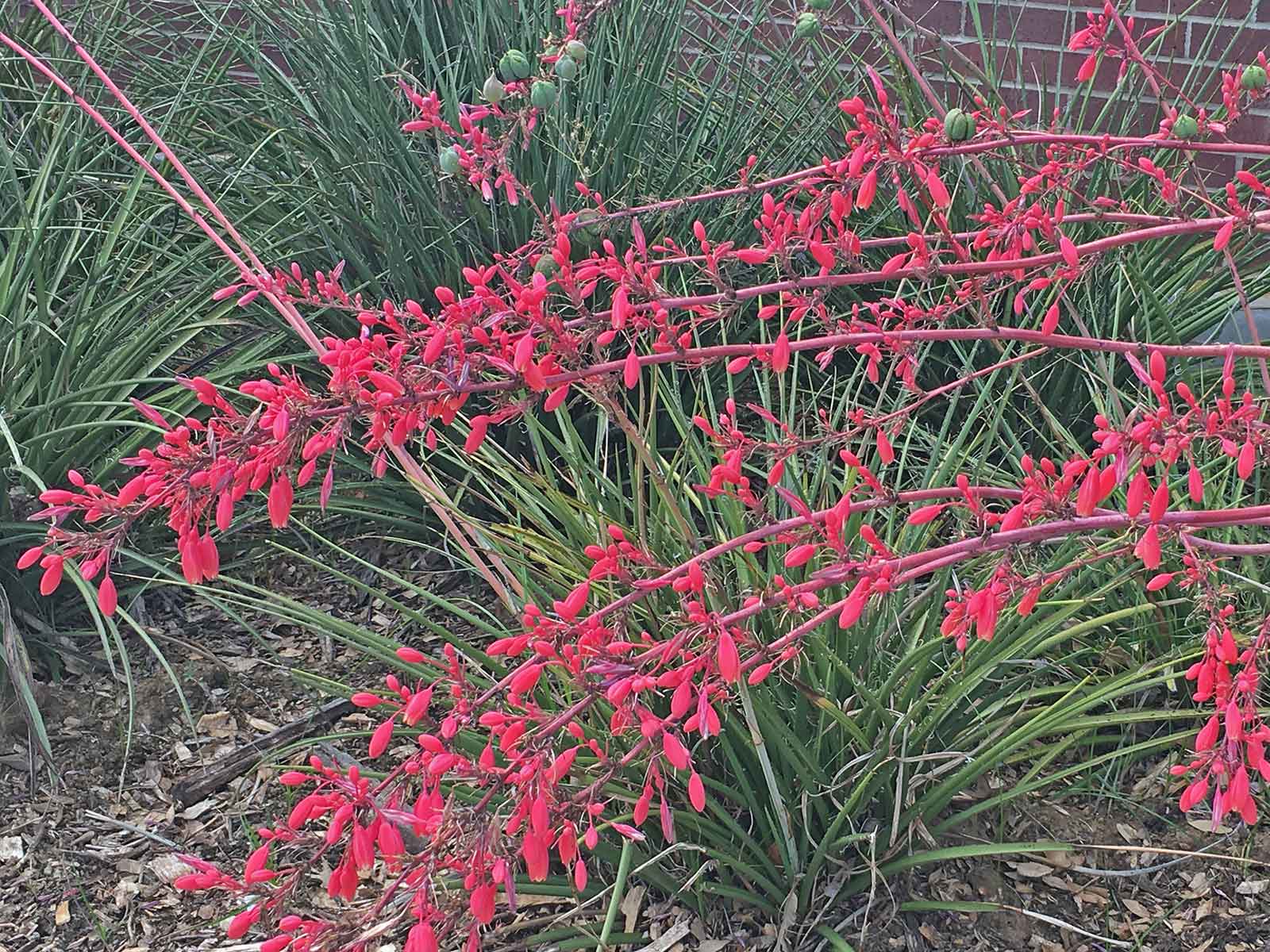 red-yucca