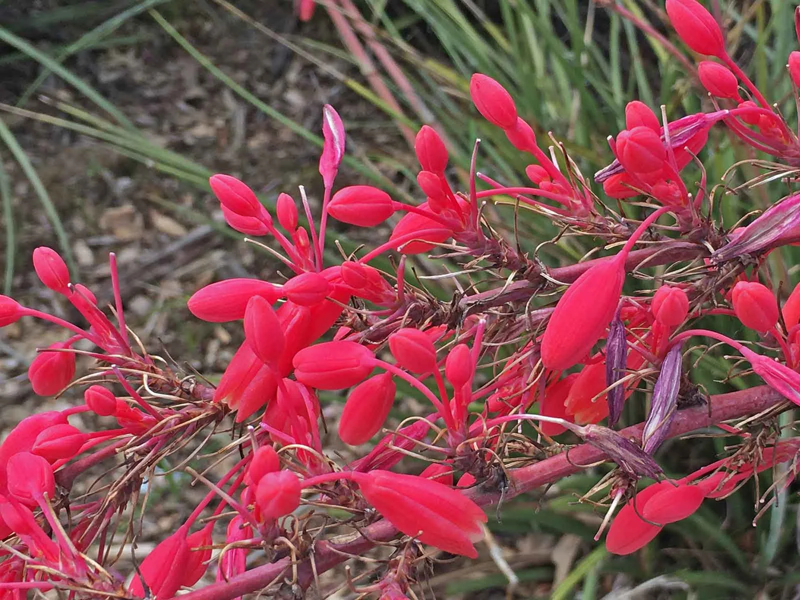 red-yucca