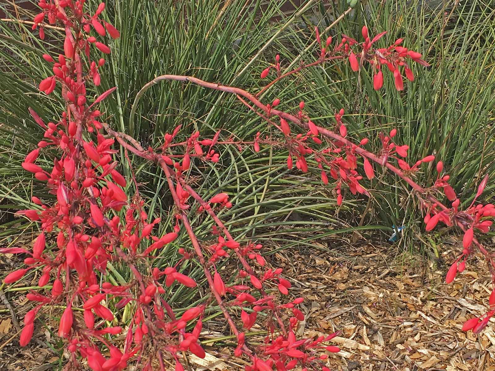 red-yucca